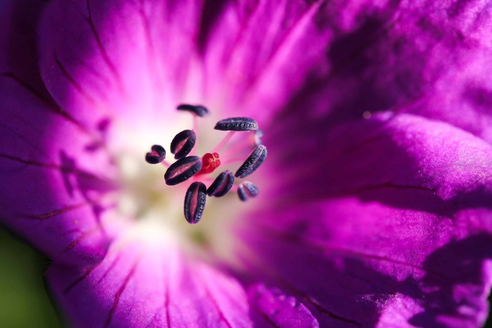 Canon EOS 1100D (EOS Rebel T3 / EOS Kiss X50) sample photo. Beautiful, summer, macro, pistil photography