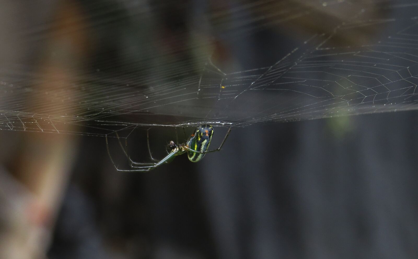 Canon PowerShot SX50 HS sample photo. Insect, nature, outdoors photography