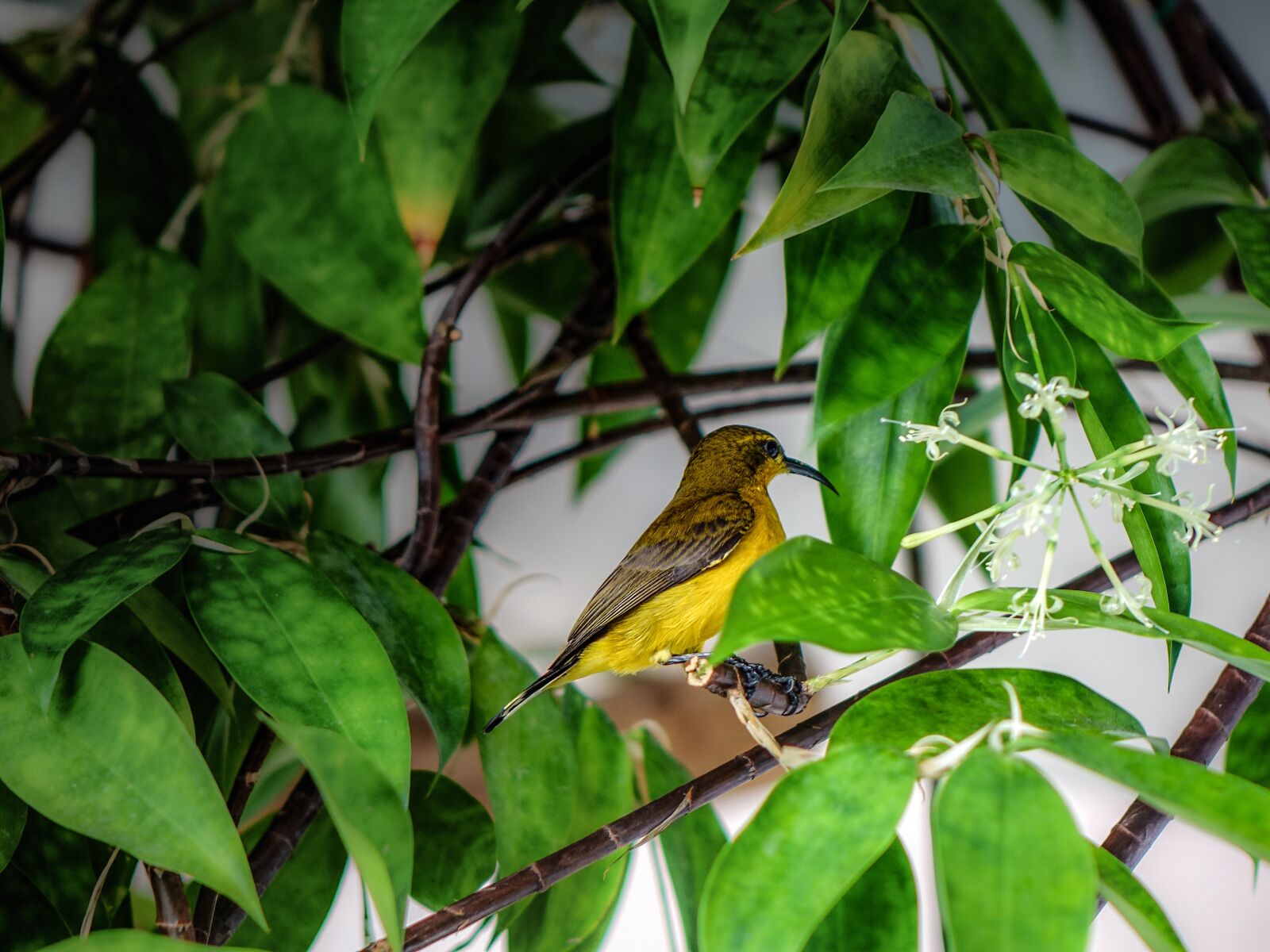 Sony Cyber-shot DSC-RX10 sample photo. Sunbird, yellow bird, feather photography
