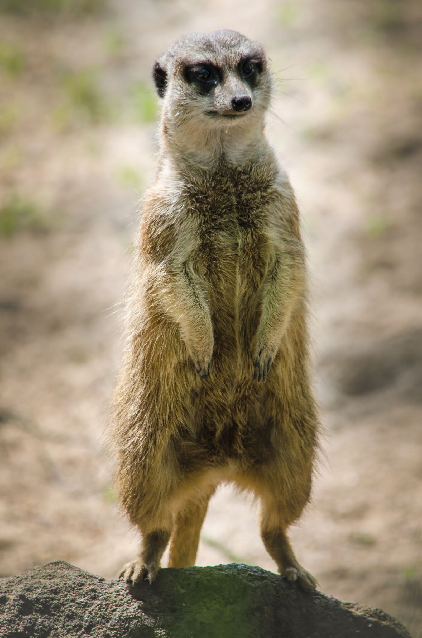 Nikon D5100 sample photo. Meerkat, nature, zoo photography