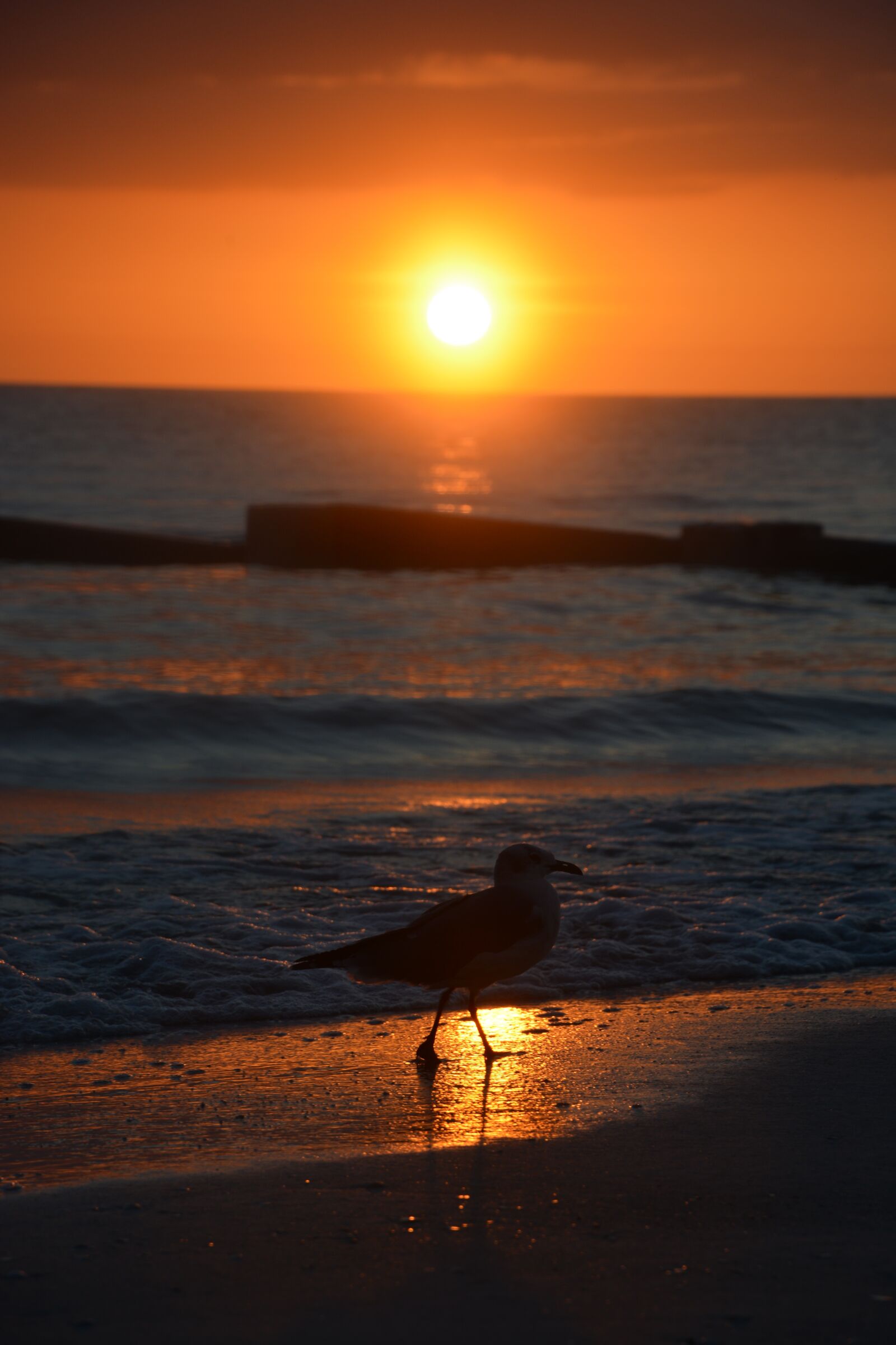 Nikon D5200 sample photo. Sunset, seagull, bird photography