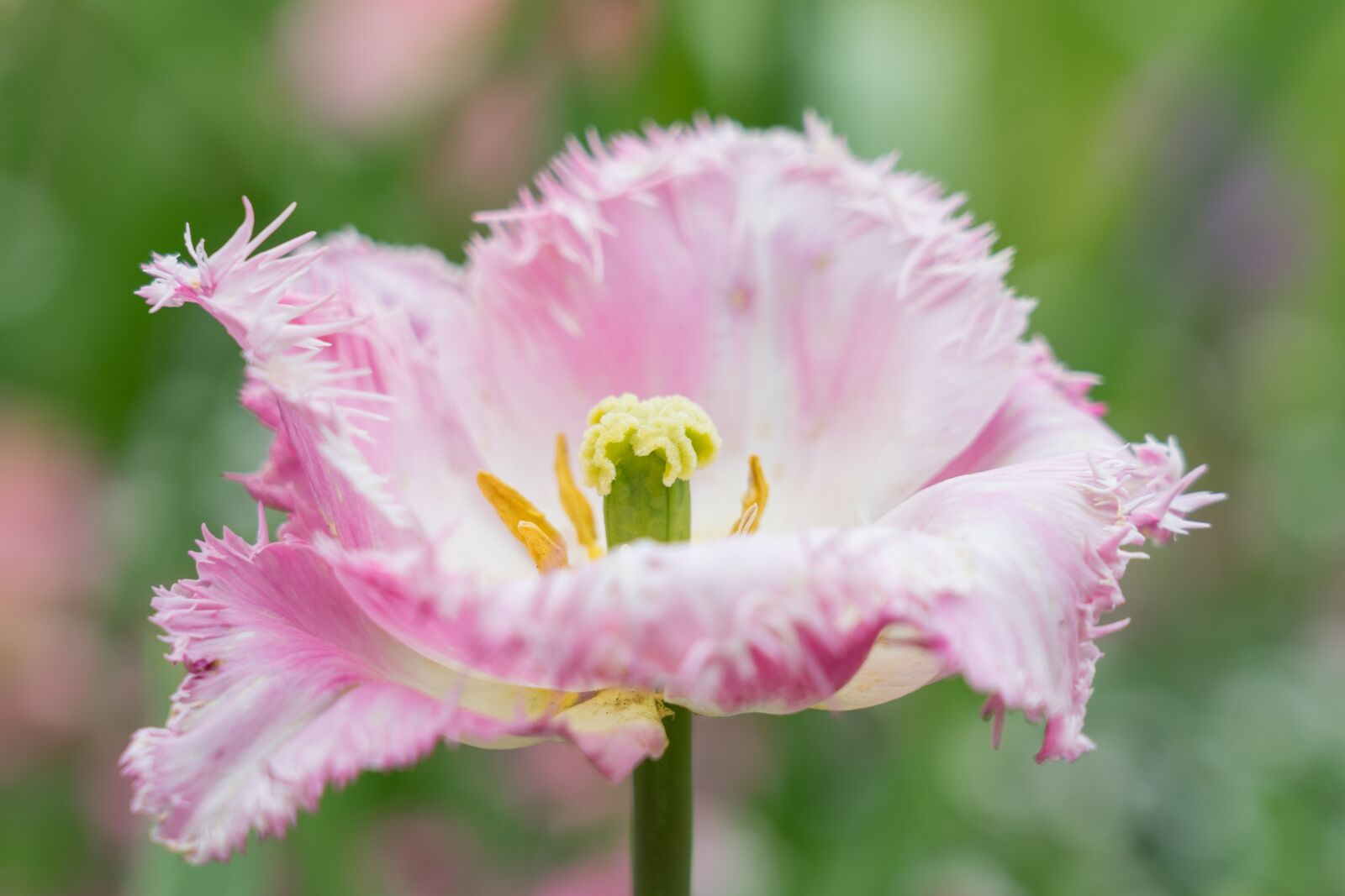 Sony FE 24-105mm F4 G OSS sample photo. Tulip, spring, blossom photography