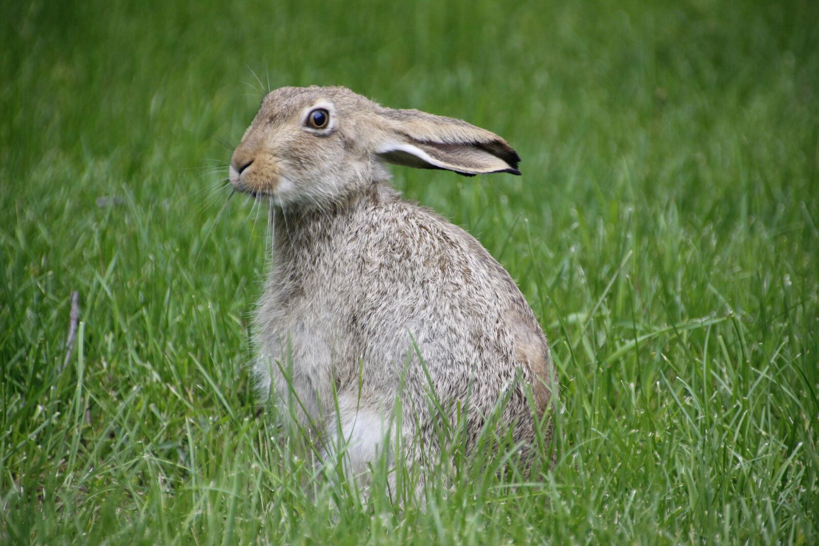Canon EOS 600D (Rebel EOS T3i / EOS Kiss X5) sample photo. Rabbit, hare, rodent photography