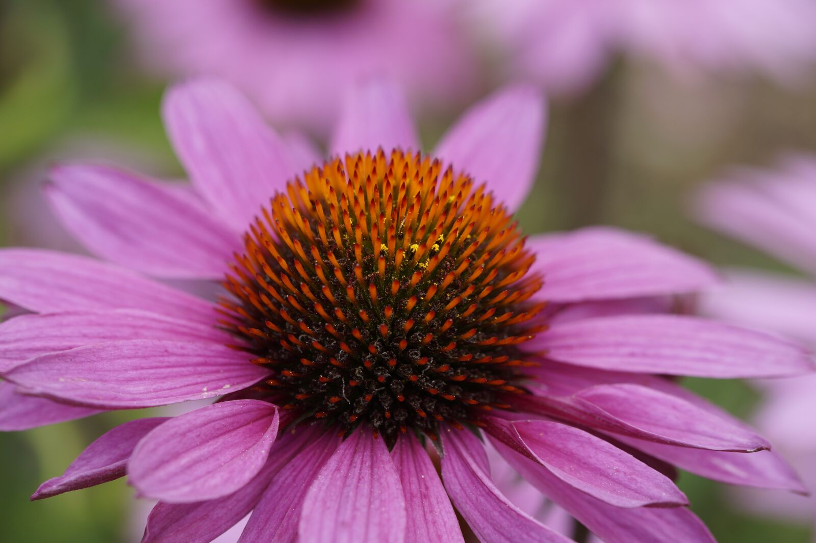 Tamron SP AF 60mm F2 Di II LD IF Macro sample photo. Purple coneflower, flower, blossom photography