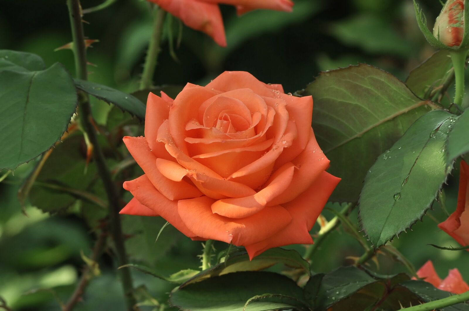 Nikon D90 sample photo. Flowers, rose, petals photography