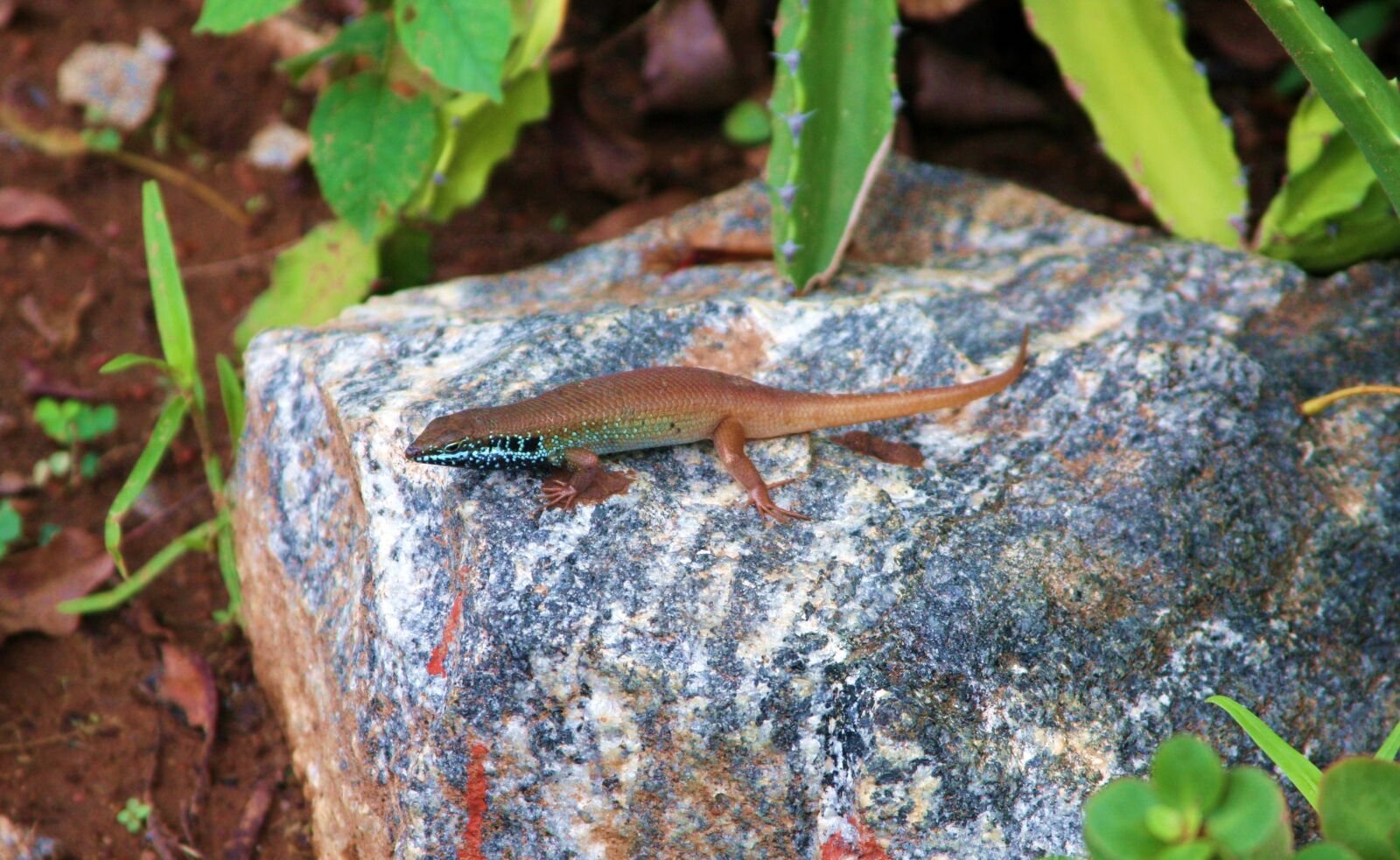 Canon EOS 40D sample photo. National park, mole national photography