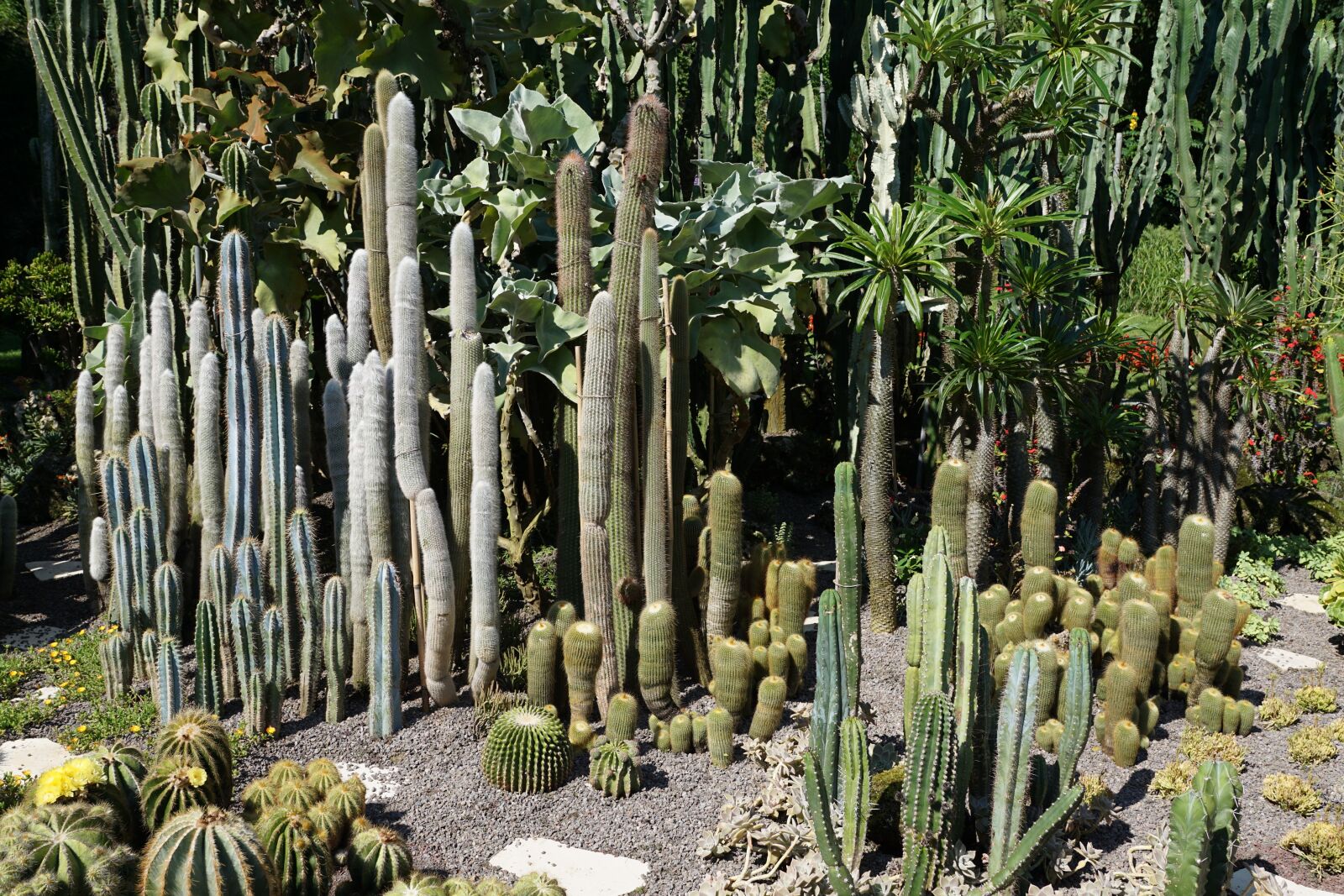 Sony ILCA-77M2 sample photo. Cactus, green, plant photography