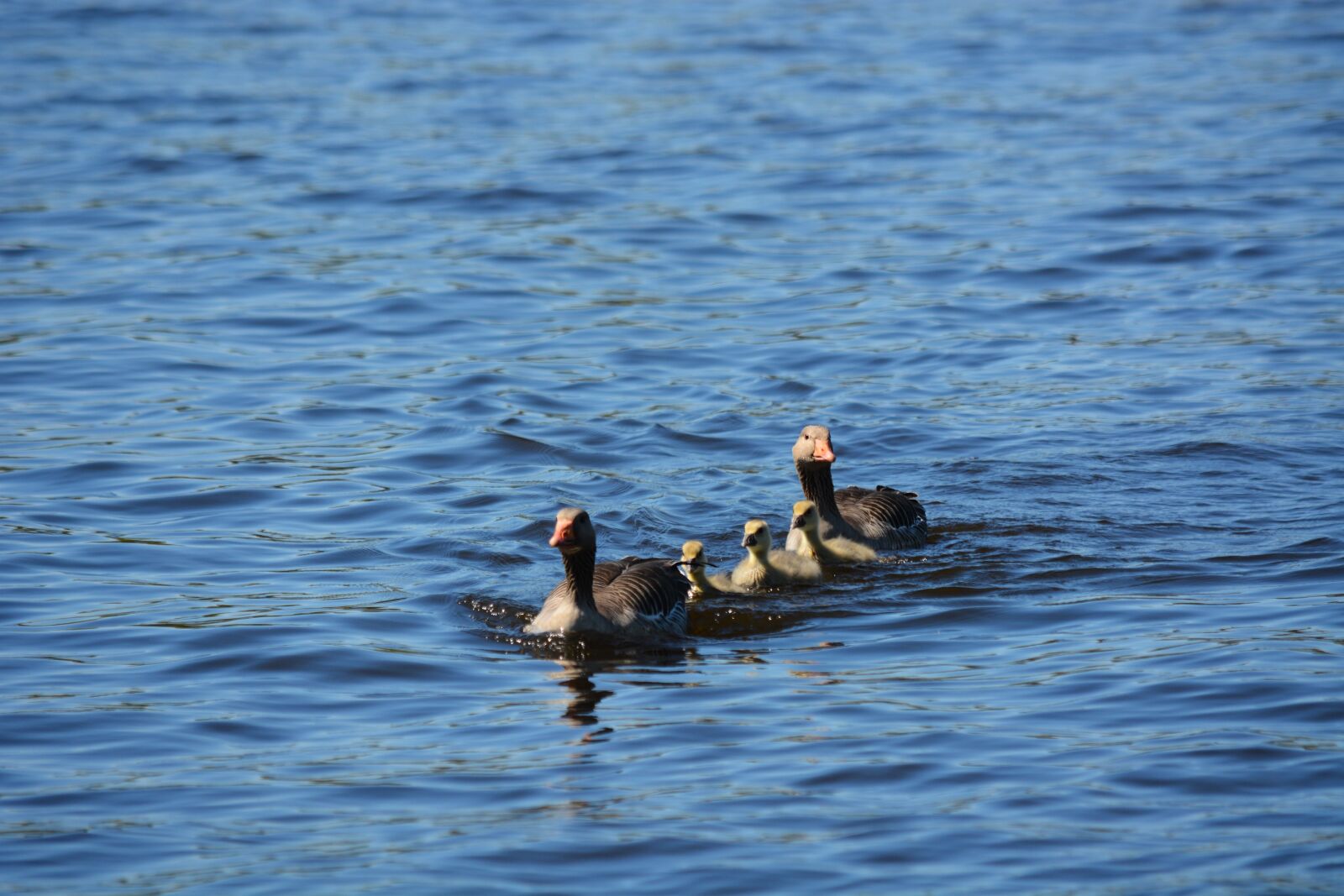 Nikon D7100 sample photo. Grey geese, family, waterfowl photography