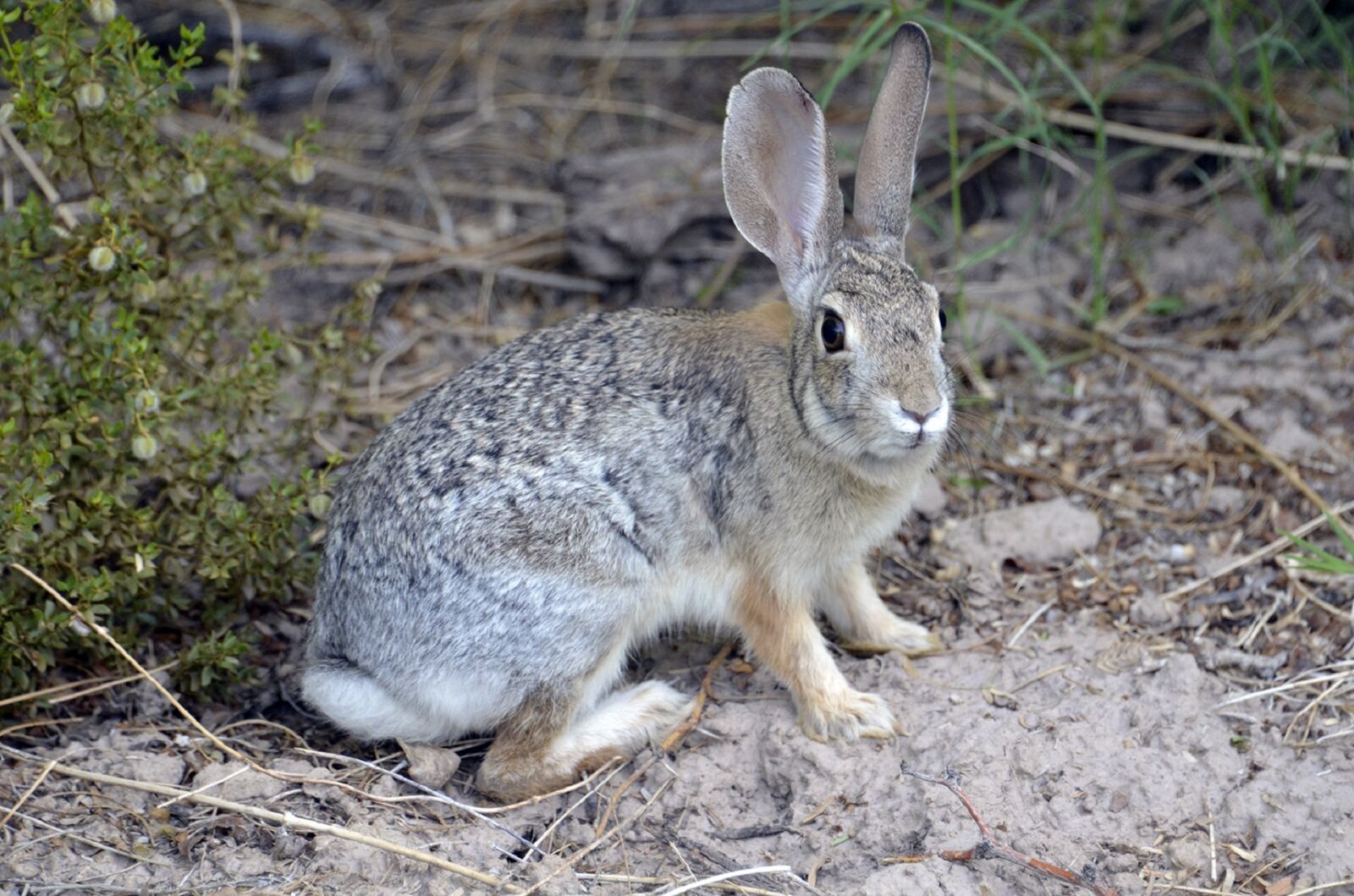 Nikon D5100 sample photo. Desert cottontail, rabbit, bunny photography