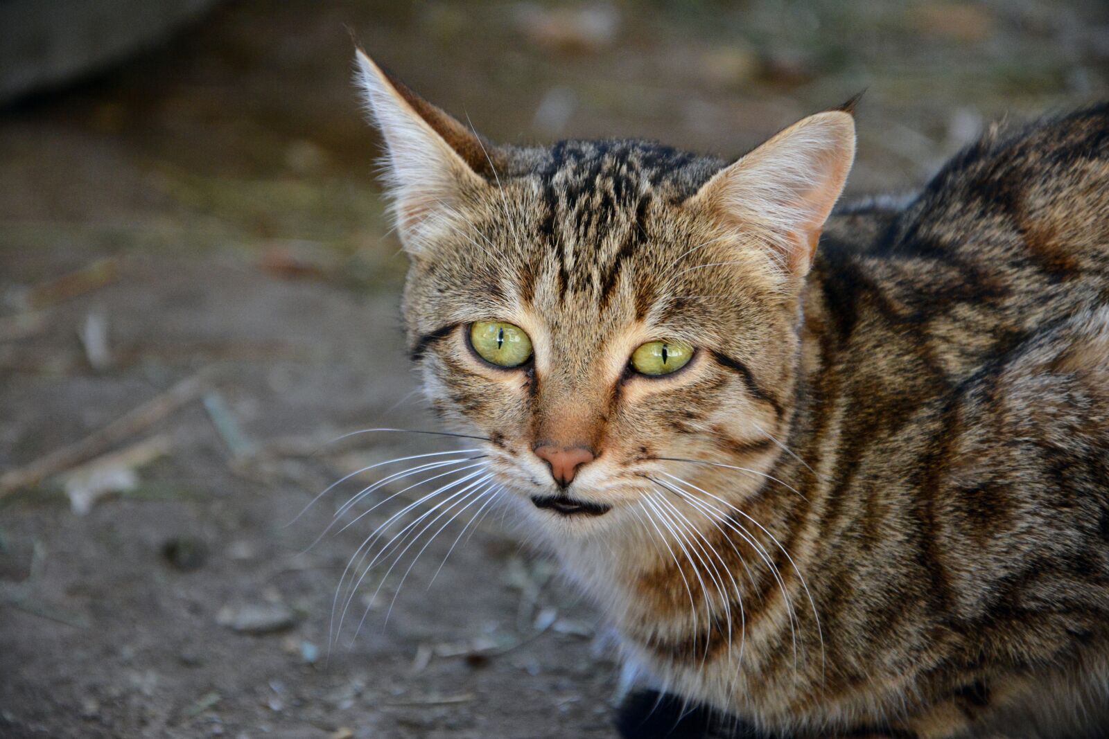 Nikon D7100 sample photo. Cat, pets, animal photography
