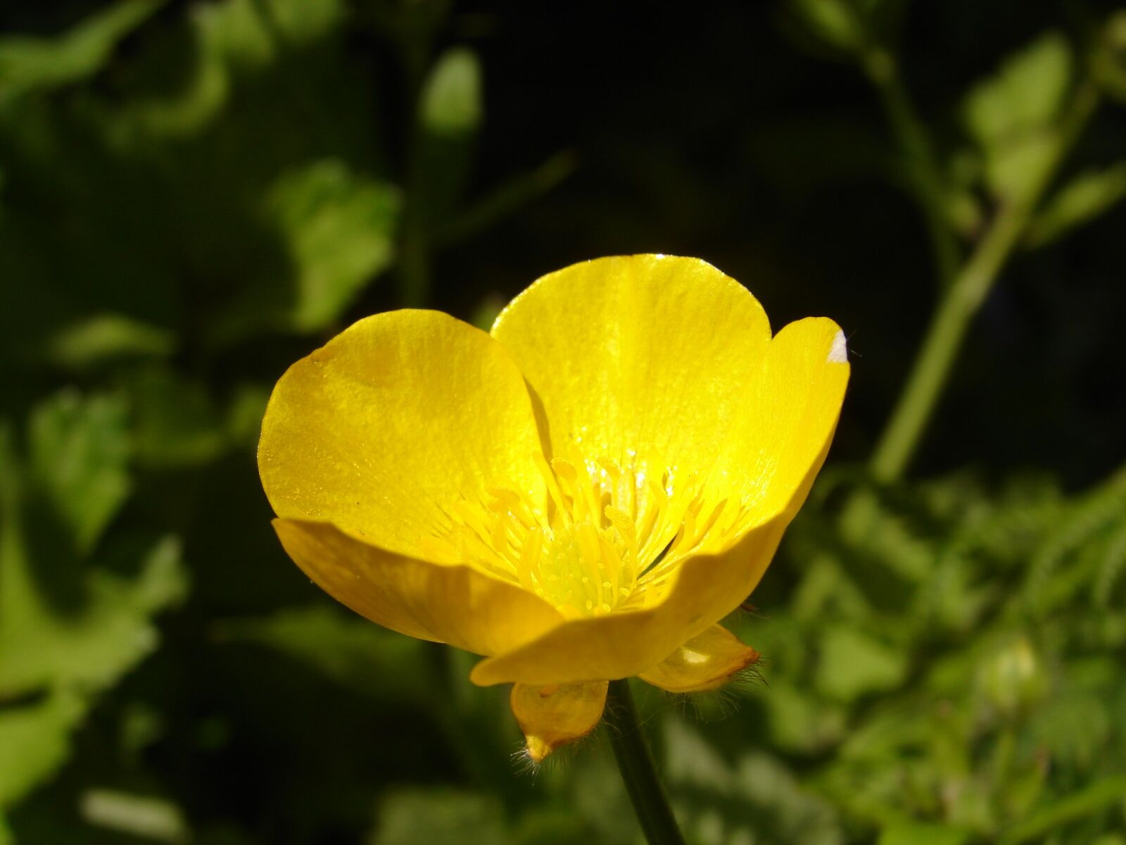 Sony DSC-H1 sample photo. Flower, yellow, yellow flower photography