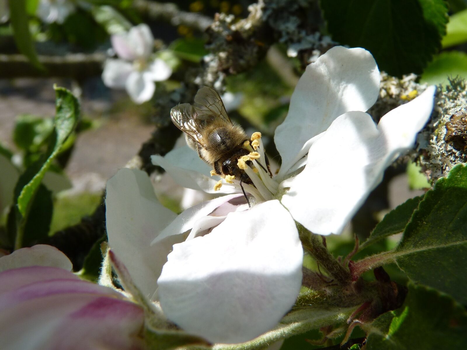 Panasonic Lumix DMC-FZ35 (Lumix DMC-FZ38) sample photo. Bee, apple blossom, apple photography