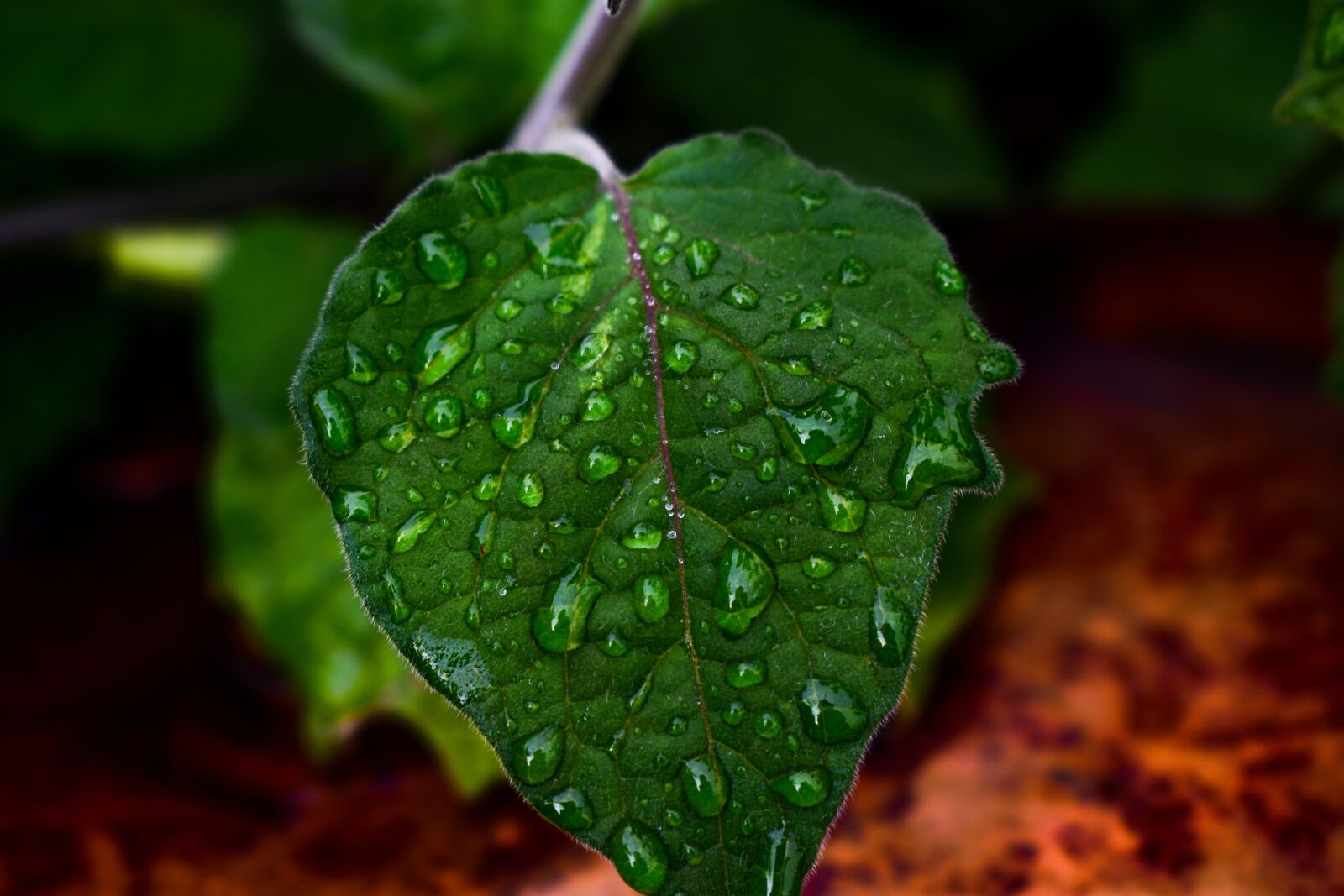 Nikon D3400 sample photo. Leaf, plant photography