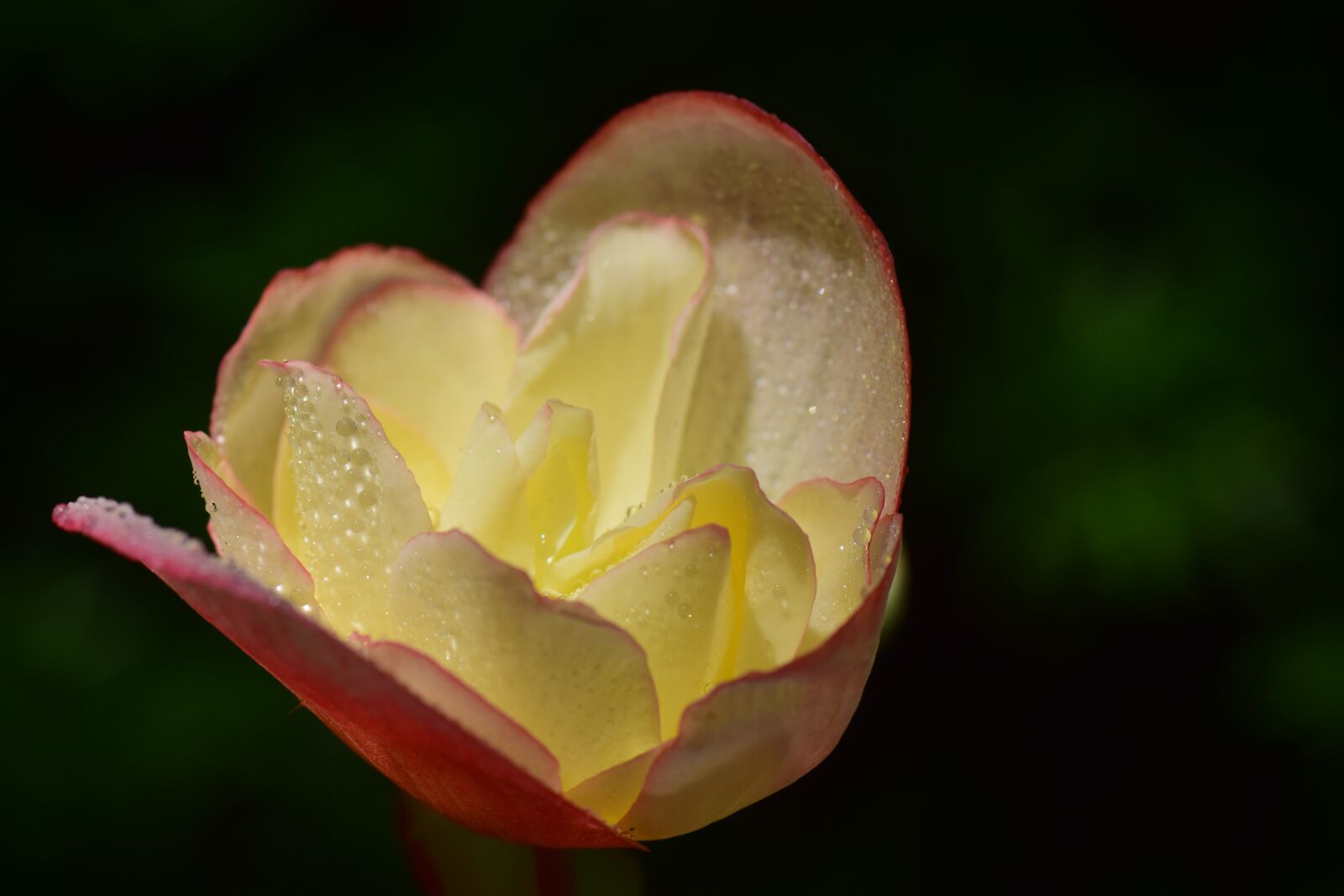 Nikon D3300 sample photo. Blossom, bloom, yellow photography