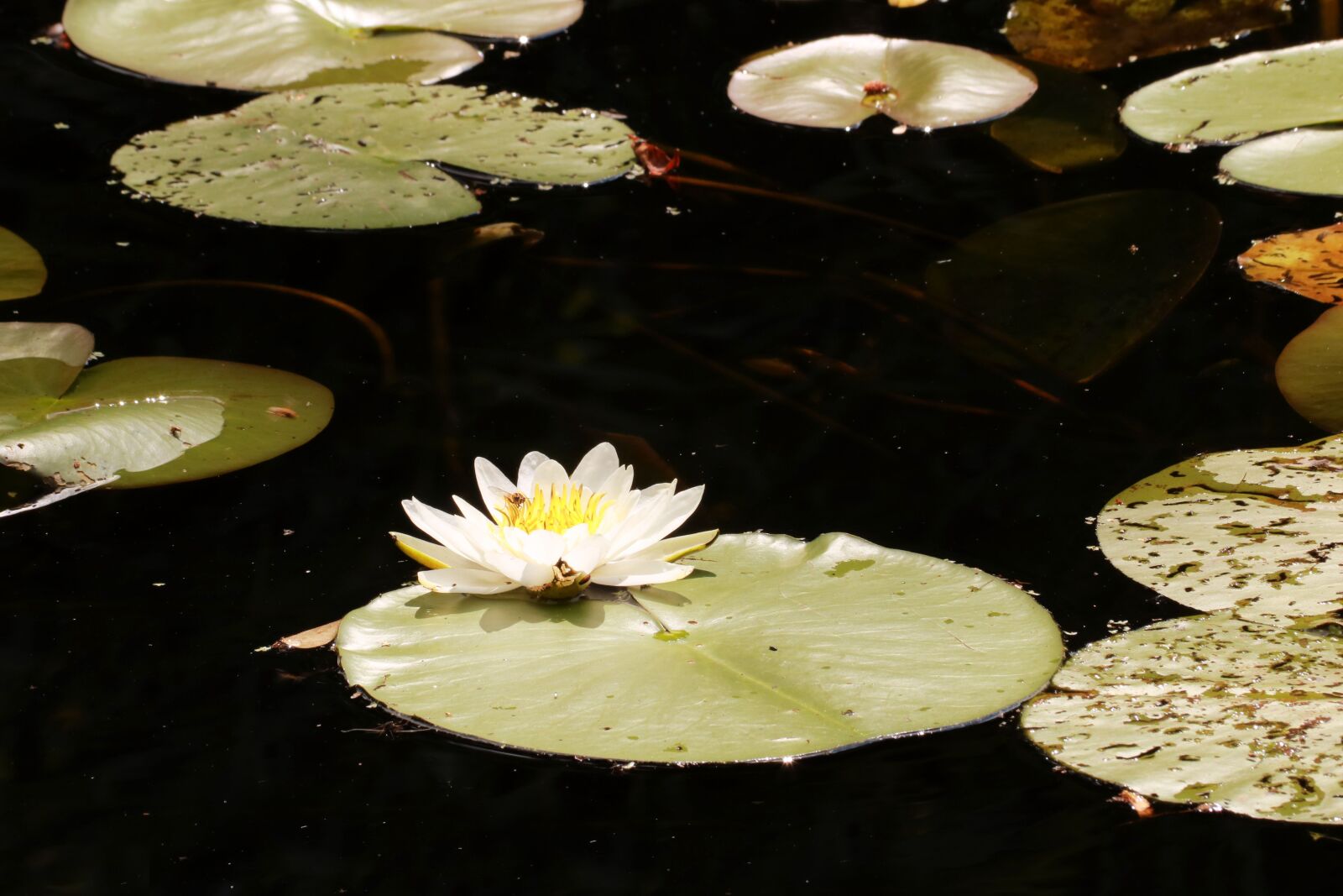 Canon EF 70-300mm F4-5.6 IS USM sample photo. Water, lily, flower photography
