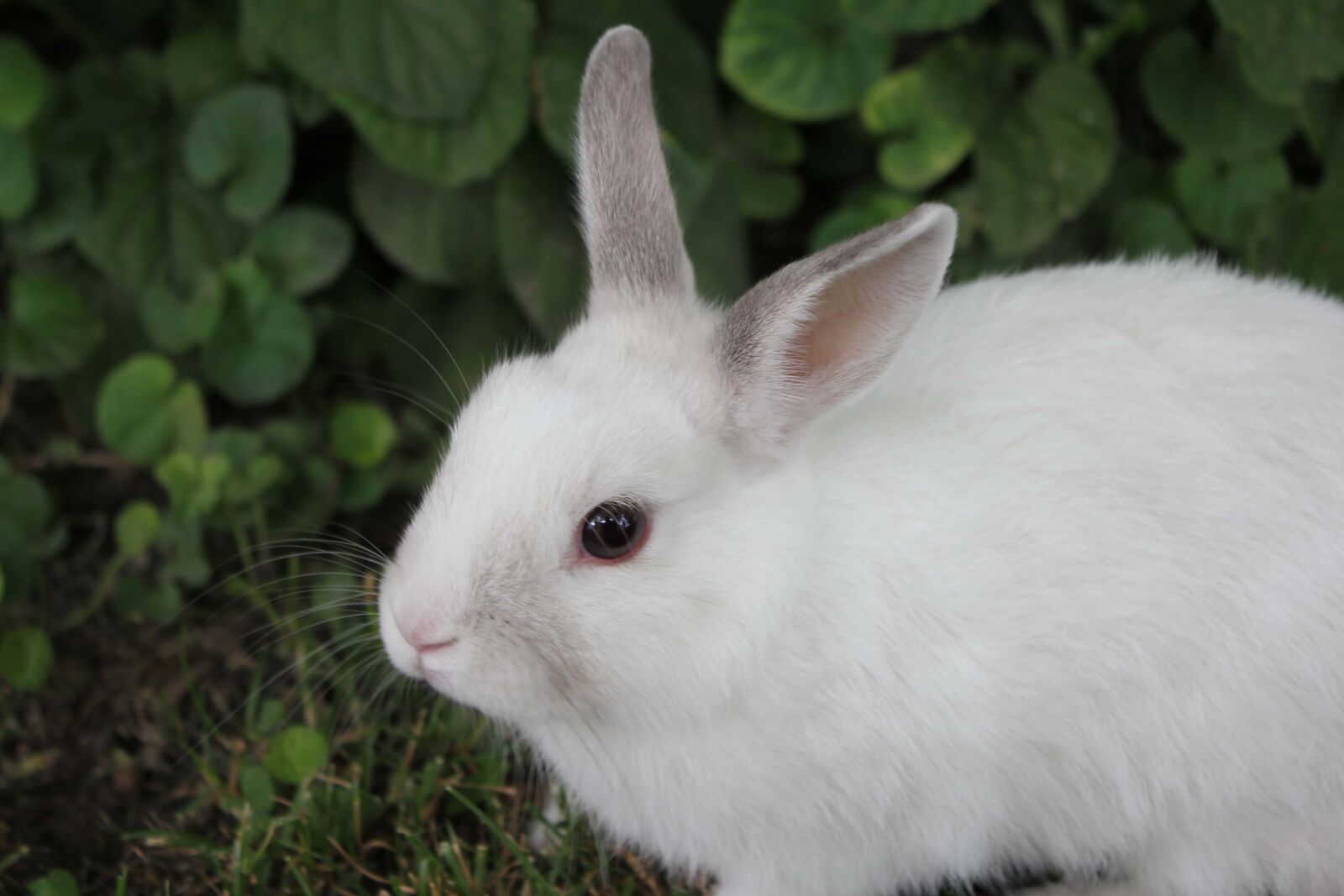 Canon EF-S 18-55mm F3.5-5.6 IS sample photo. White, bunny, pet, rodent photography