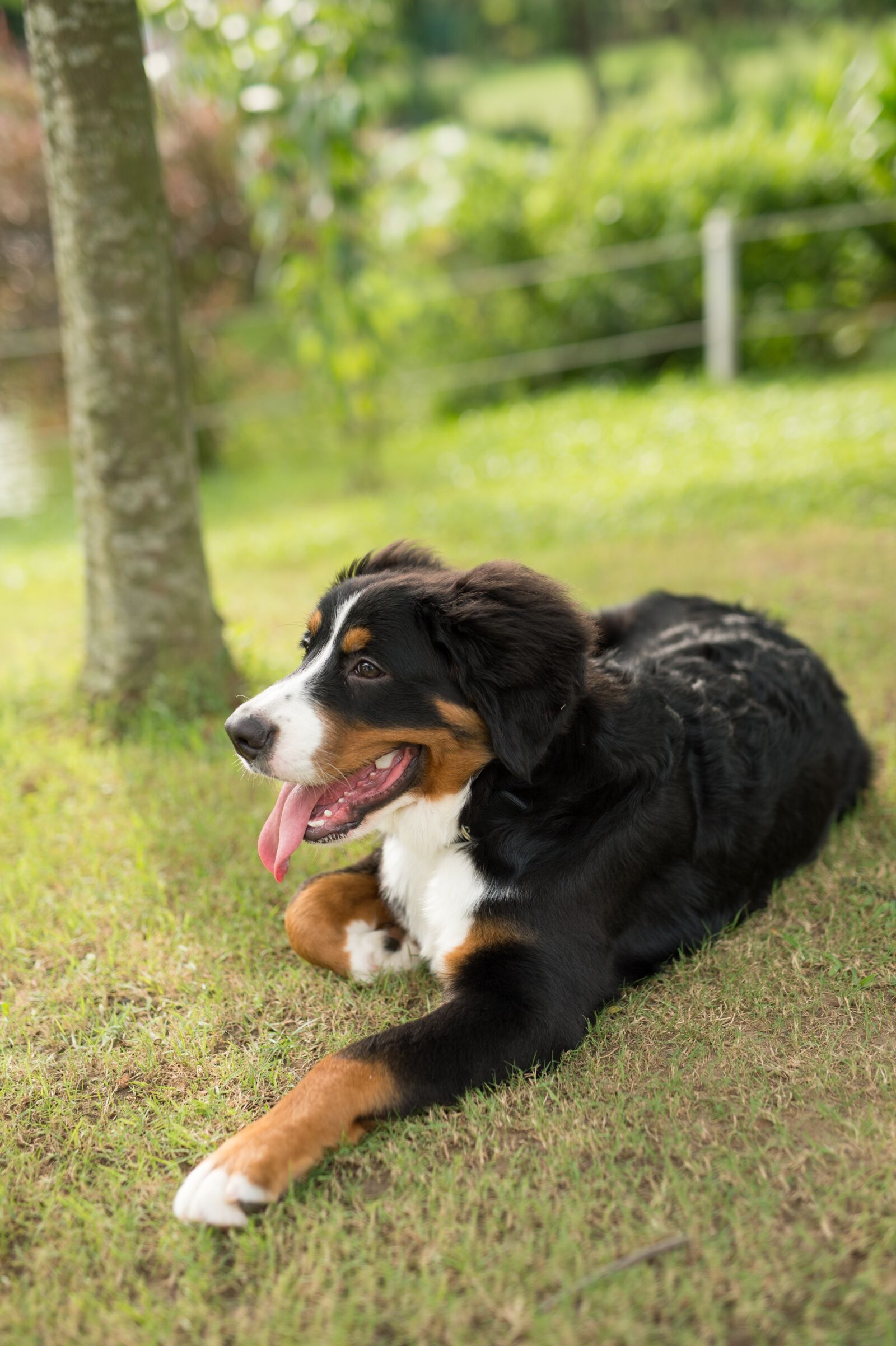 Nikon D4 sample photo. Animal, dog, bernese mountain photography