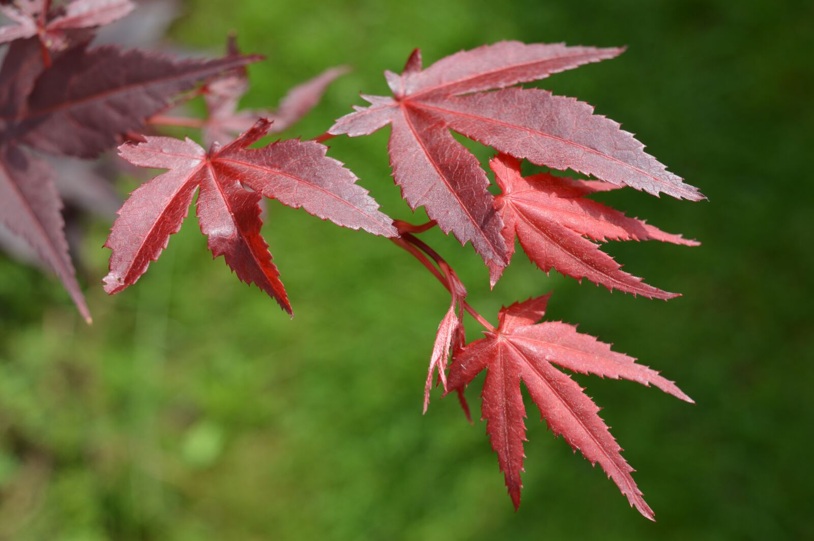 Nikon D3200 sample photo. Maple, foliage, nature photography
