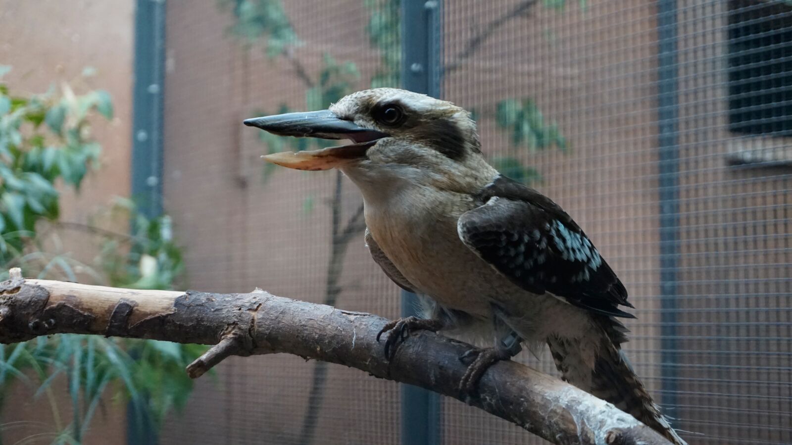 Sony Alpha a5000 (ILCE 5000) sample photo. Bird, nature, animal world photography
