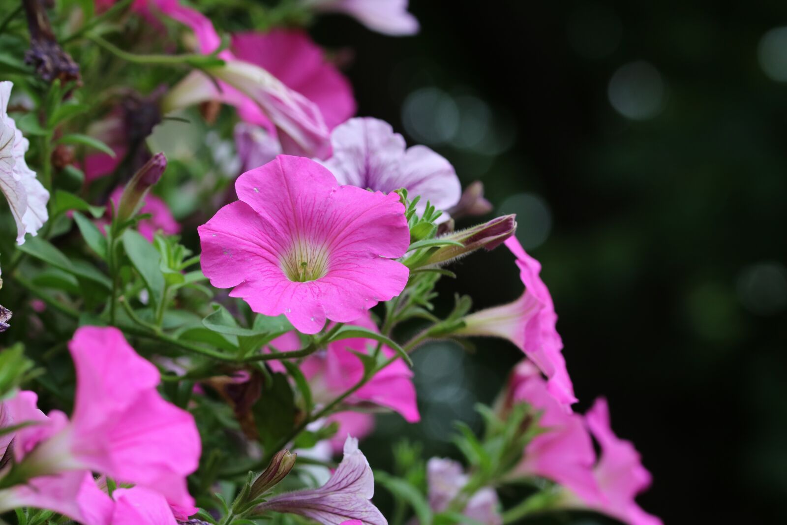 Canon EOS 750D (EOS Rebel T6i / EOS Kiss X8i) sample photo. Morning glory, pink, flowers photography