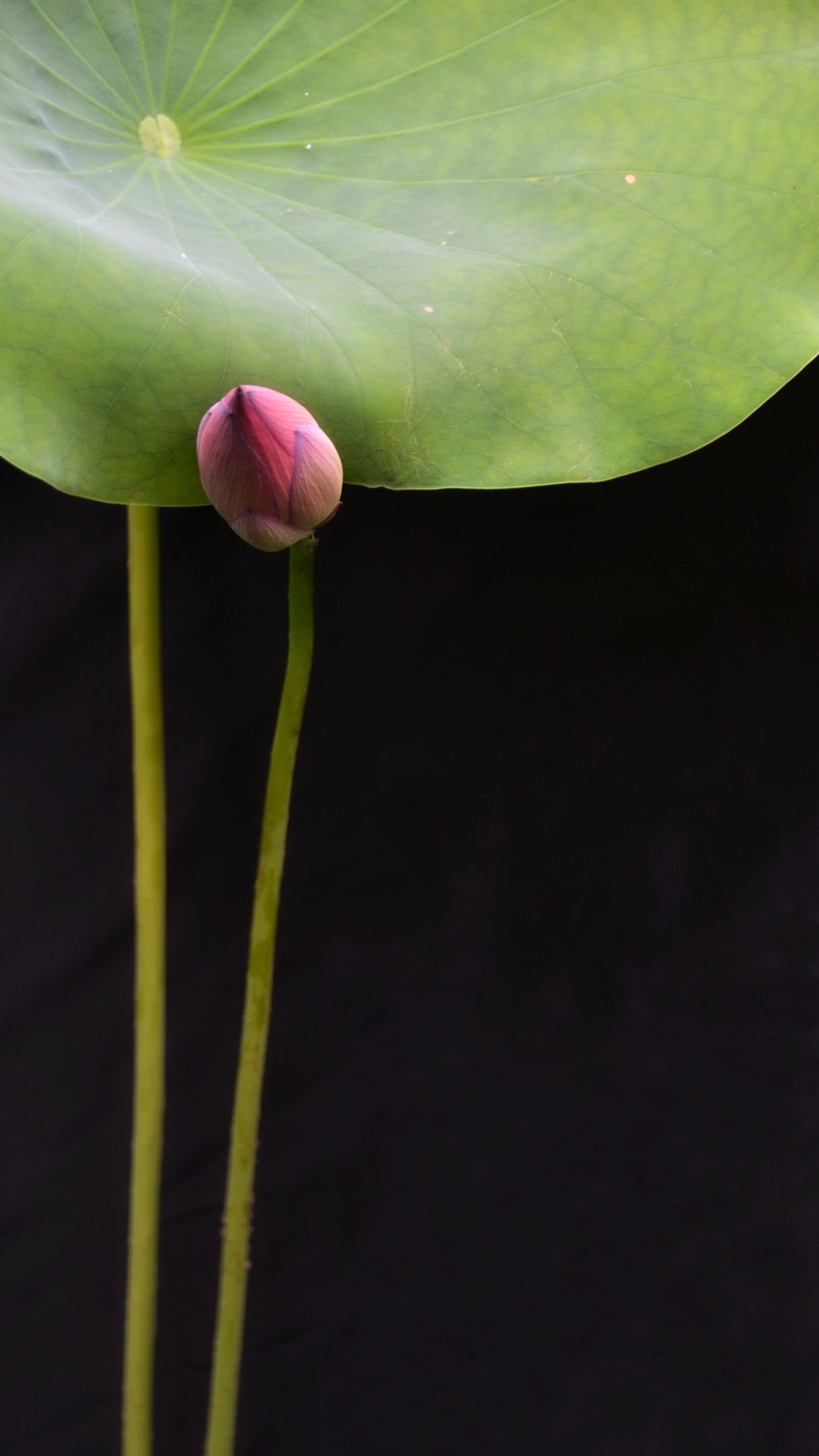Nikon D3100 sample photo. Flower, lotus, zen photography