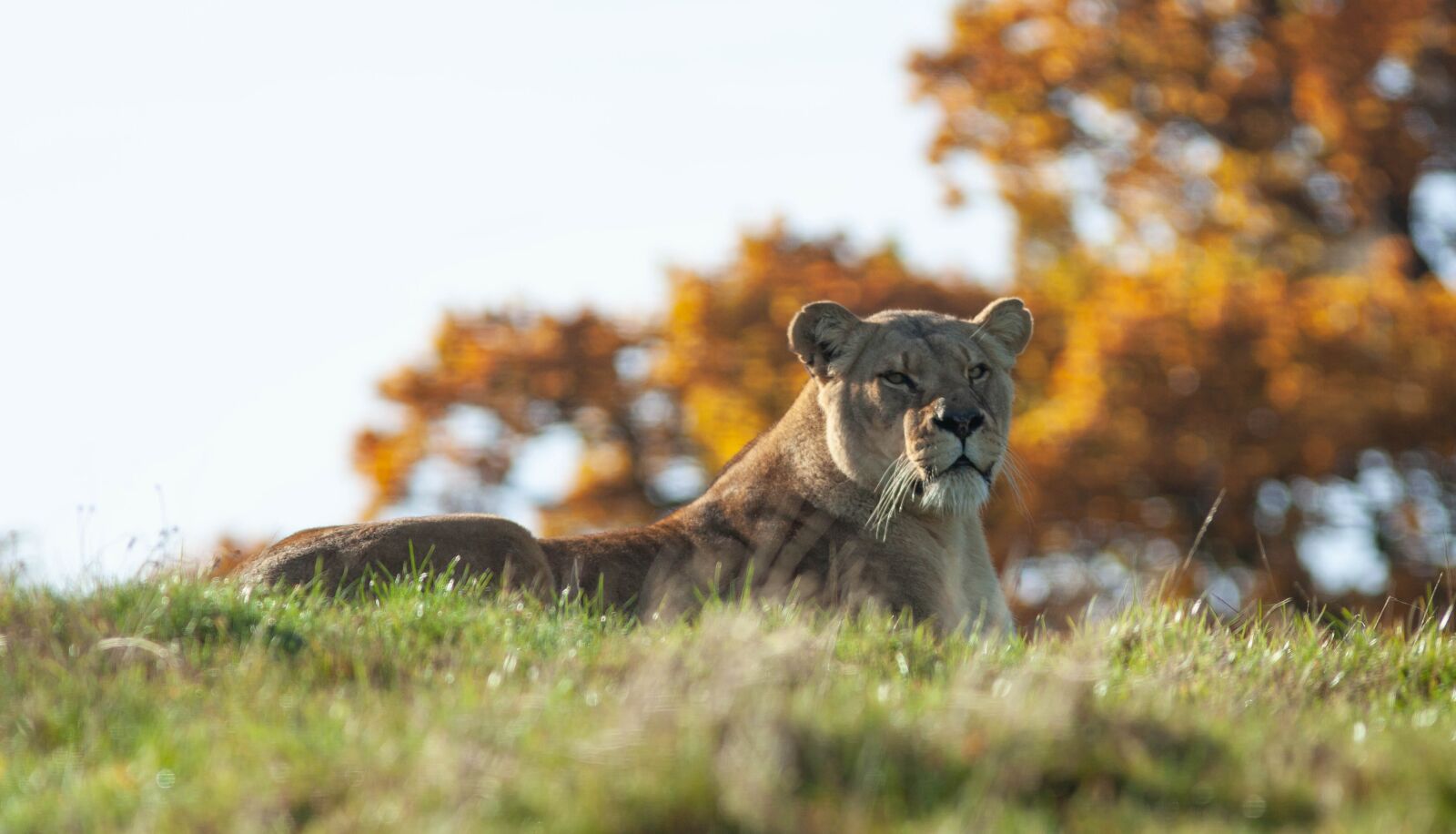 Canon EOS 5D Mark II + Canon EF 300mm F4L IS USM sample photo. Lioness, resting, lion photography