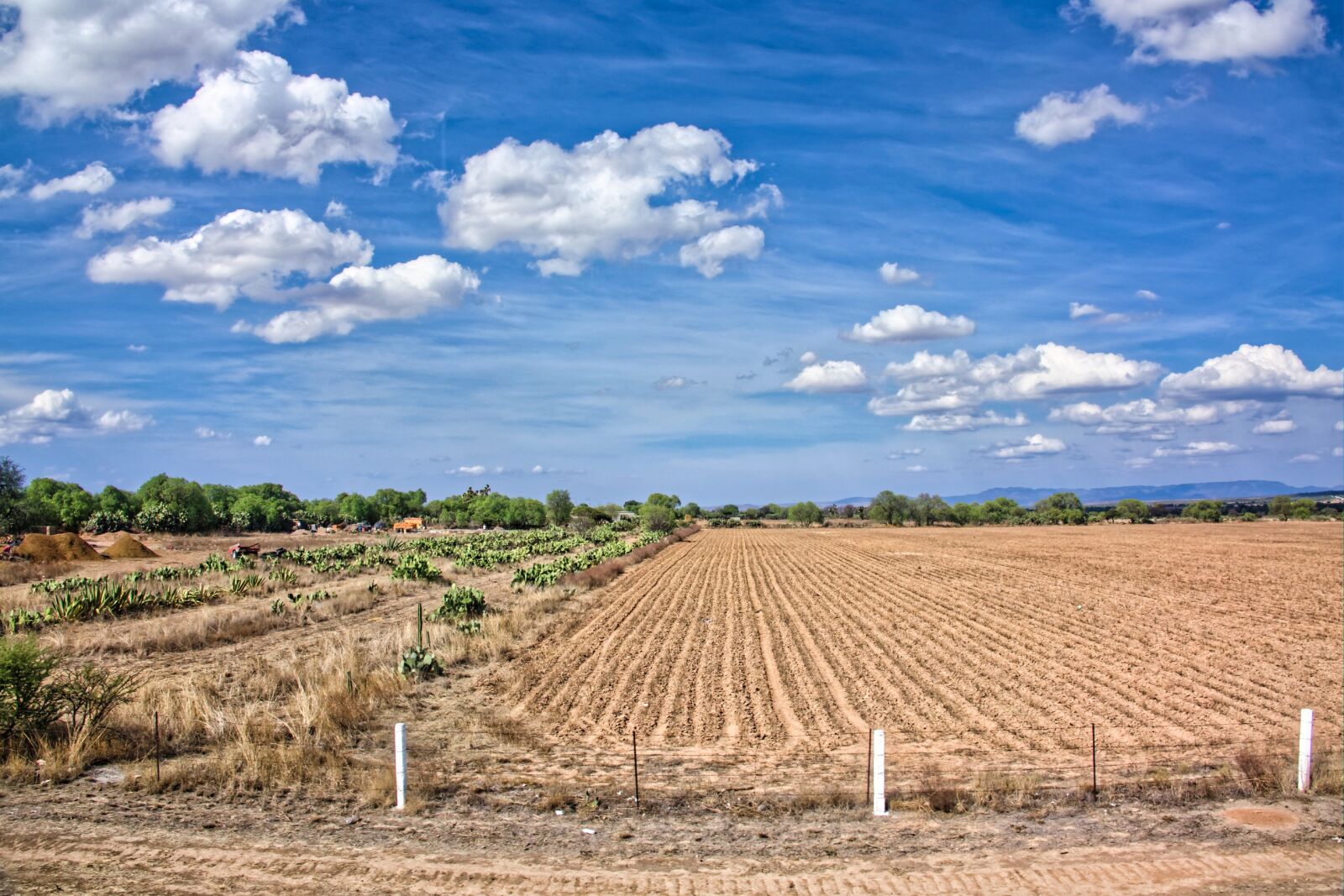 Sony Cyber-shot DSC-RX10 III sample photo. Agriculture, nature, field photography