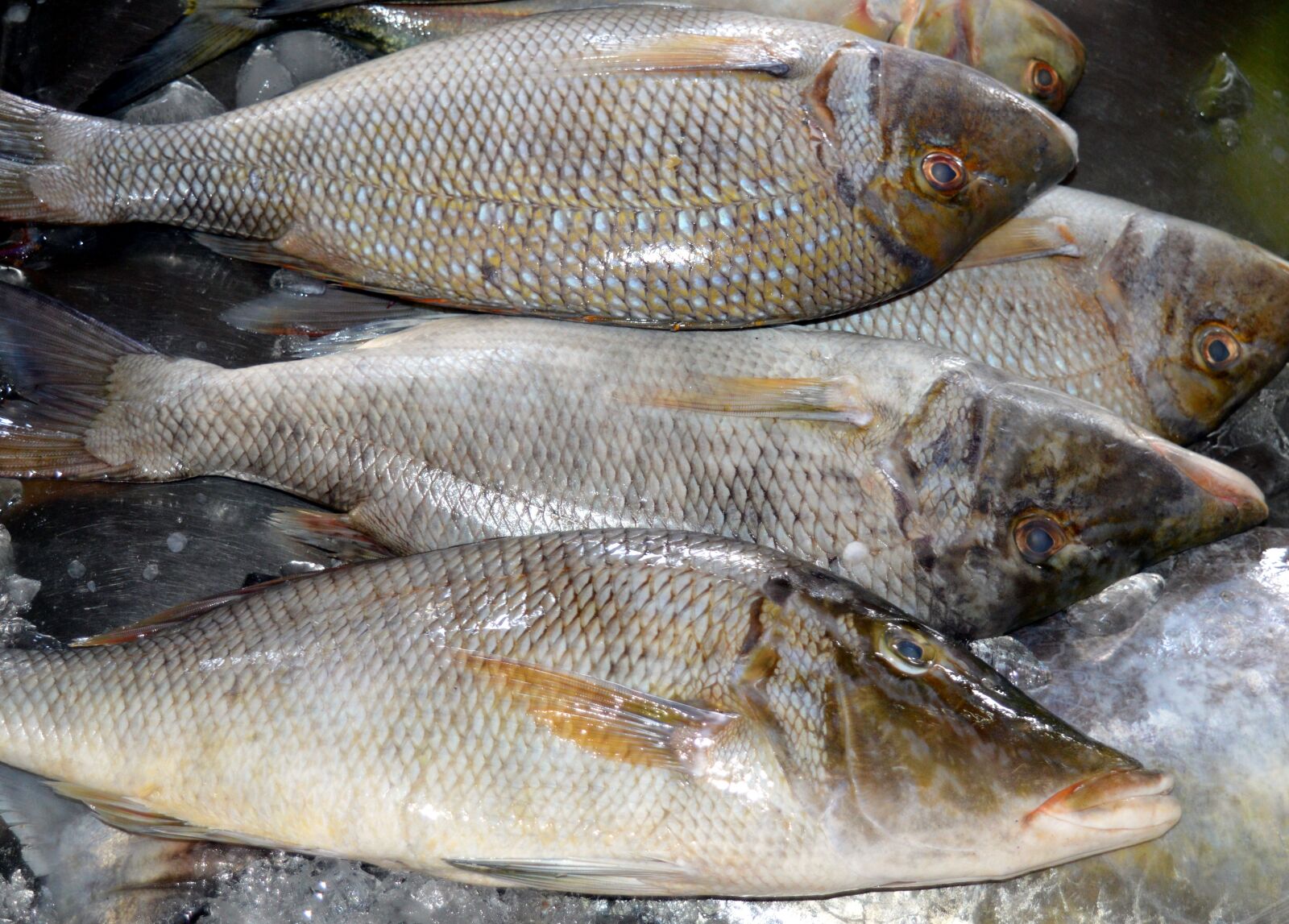 Nikon D3200 sample photo. Fish, sea, market photography