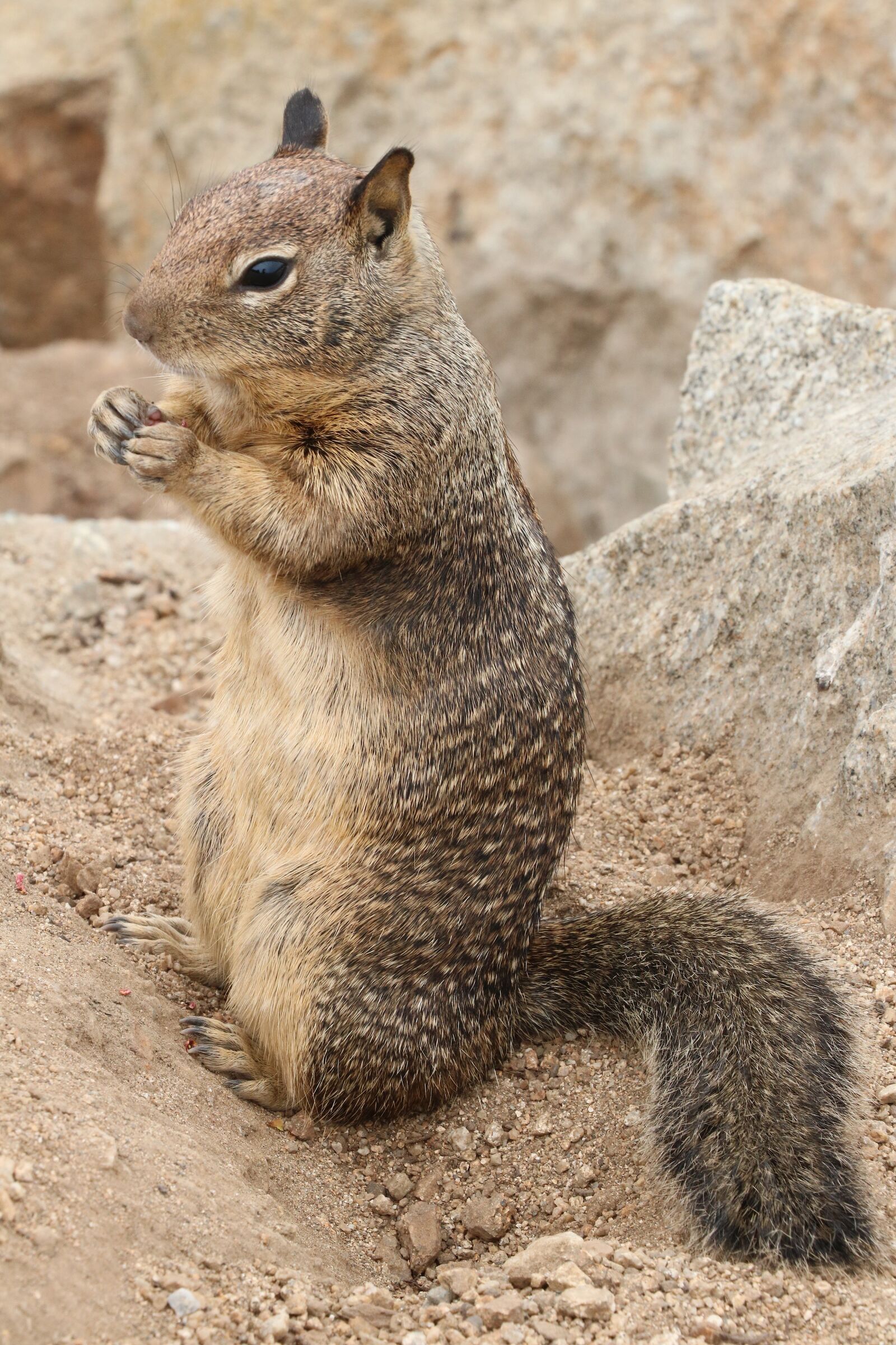 Canon EOS 750D (EOS Rebel T6i / EOS Kiss X8i) sample photo. Squirrel, nature, wildlife photography