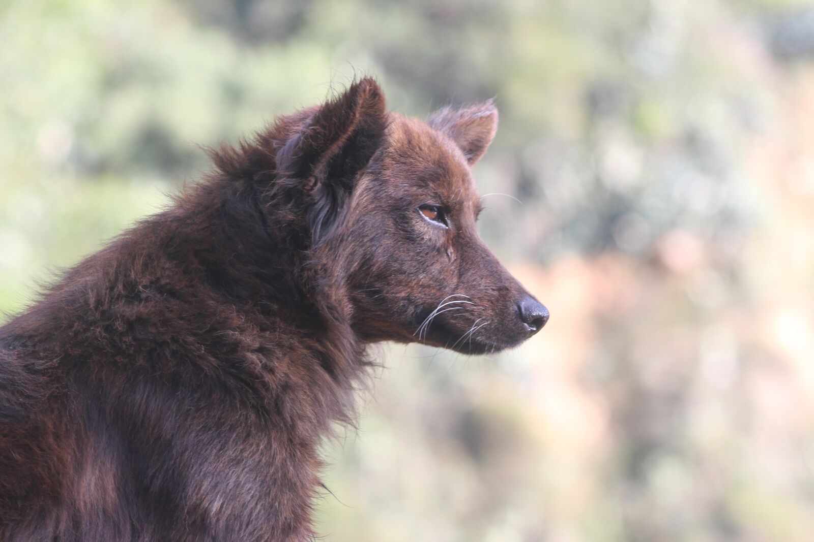 Canon EF 75-300mm f/4-5.6 sample photo. Dog, animal, profile dog photography