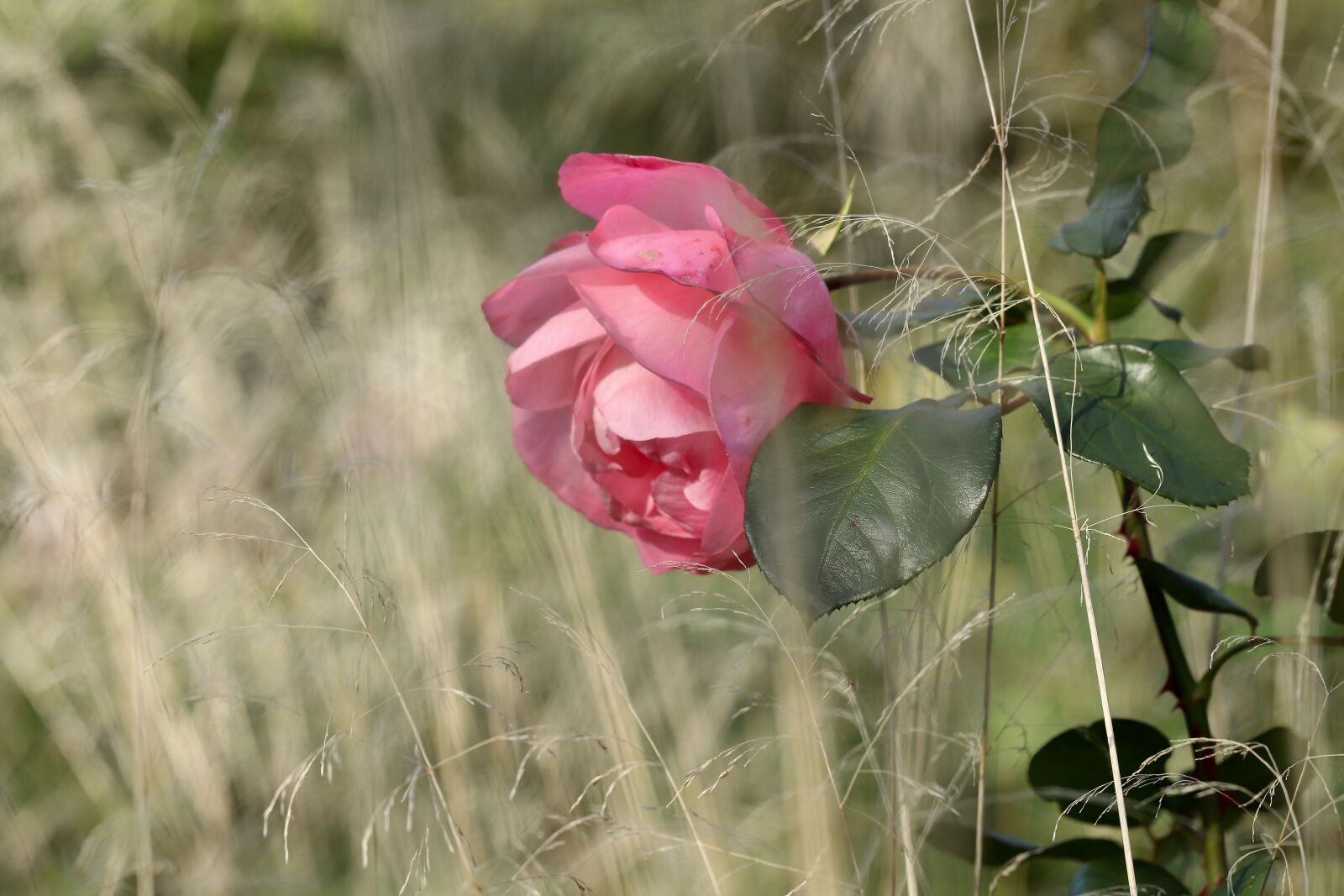 Canon EOS 800D (EOS Rebel T7i / EOS Kiss X9i) sample photo. Rose, blossom, bloom photography