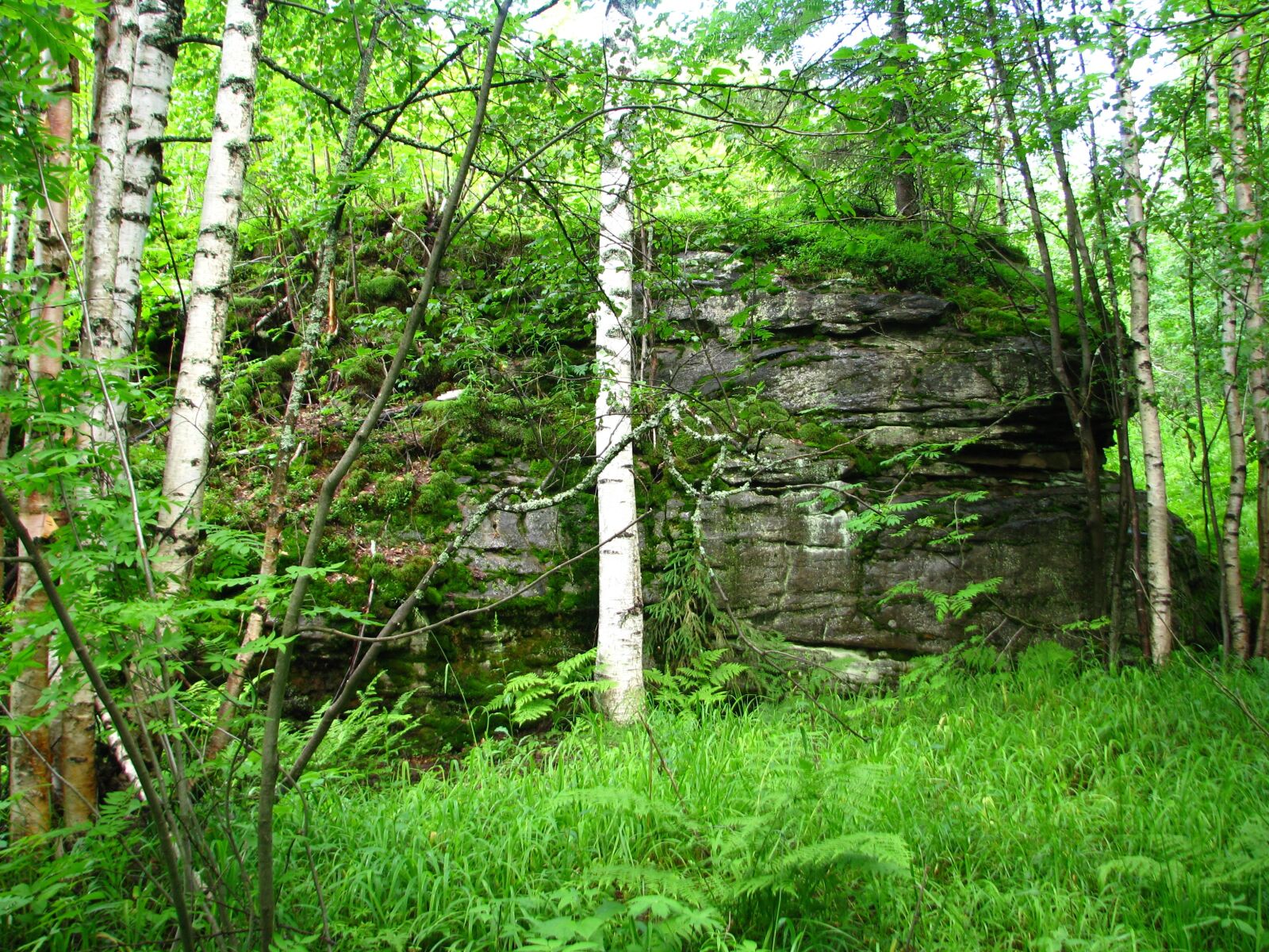 Canon POWERSHOT S5 IS sample photo. Forest, big lump, stone photography