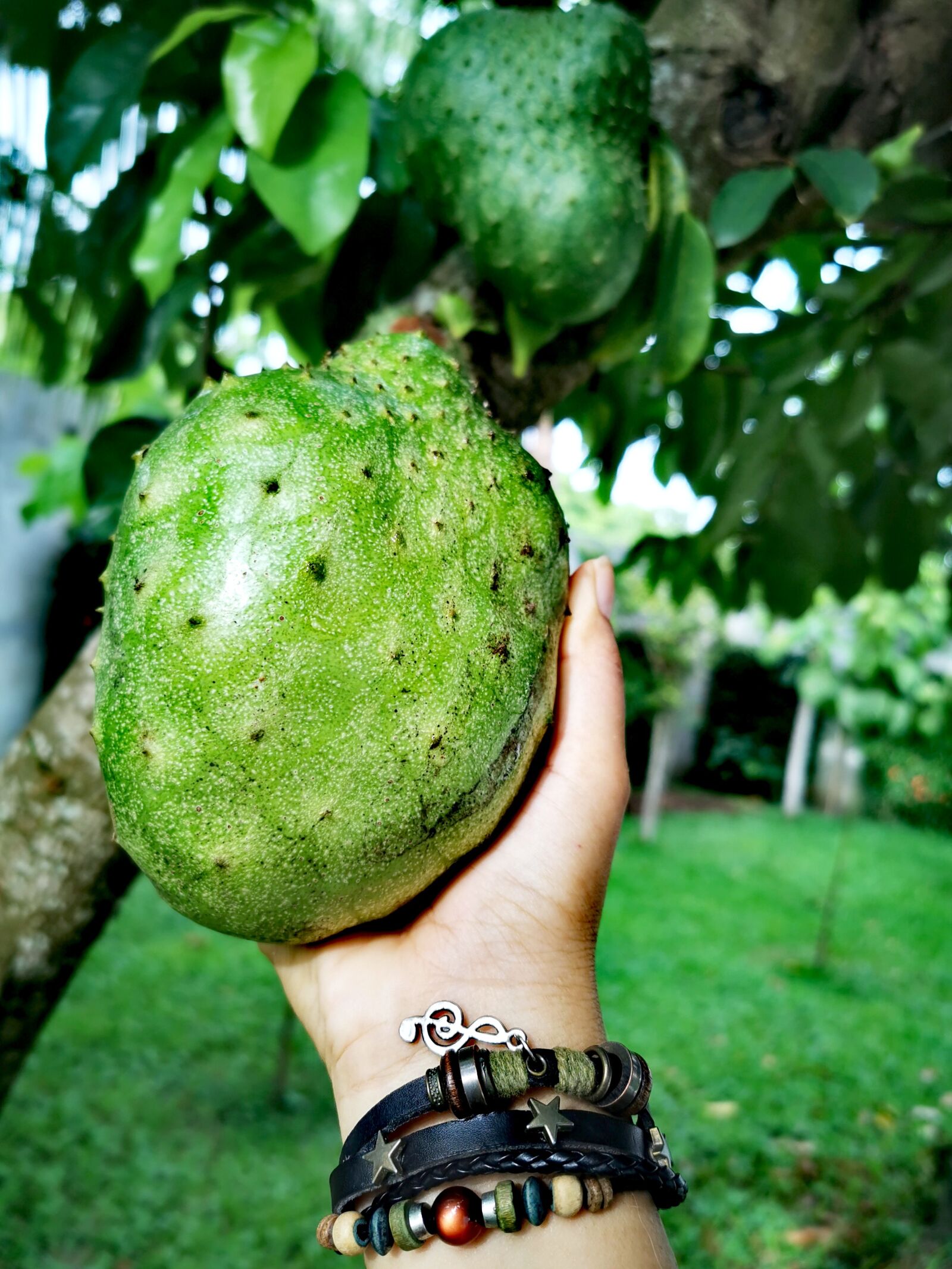 HUAWEI P30 Pro sample photo. Soursop, tree, fruit photography