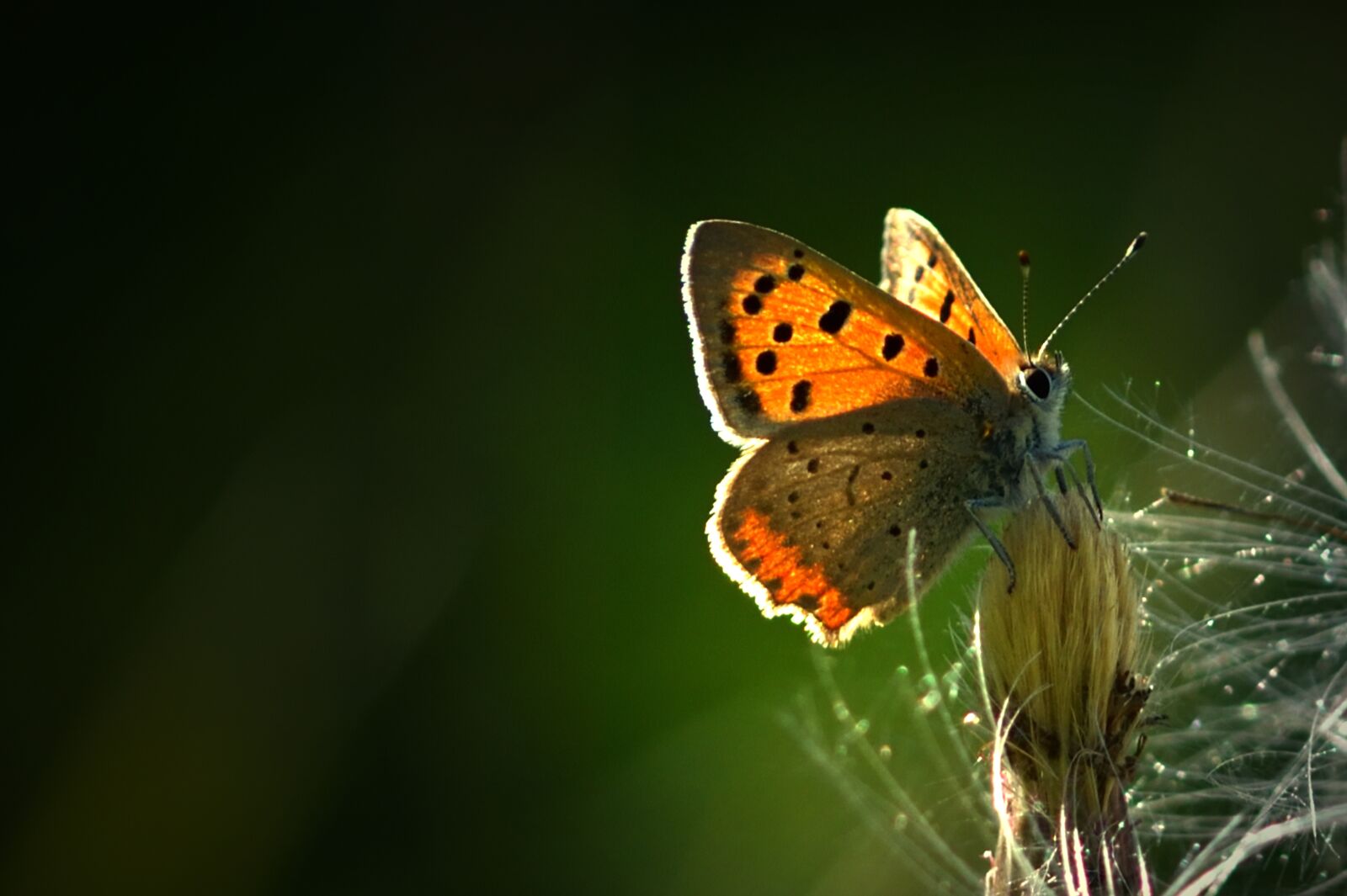 Nikon D5200 sample photo. Butterfly, nature, meadow photography