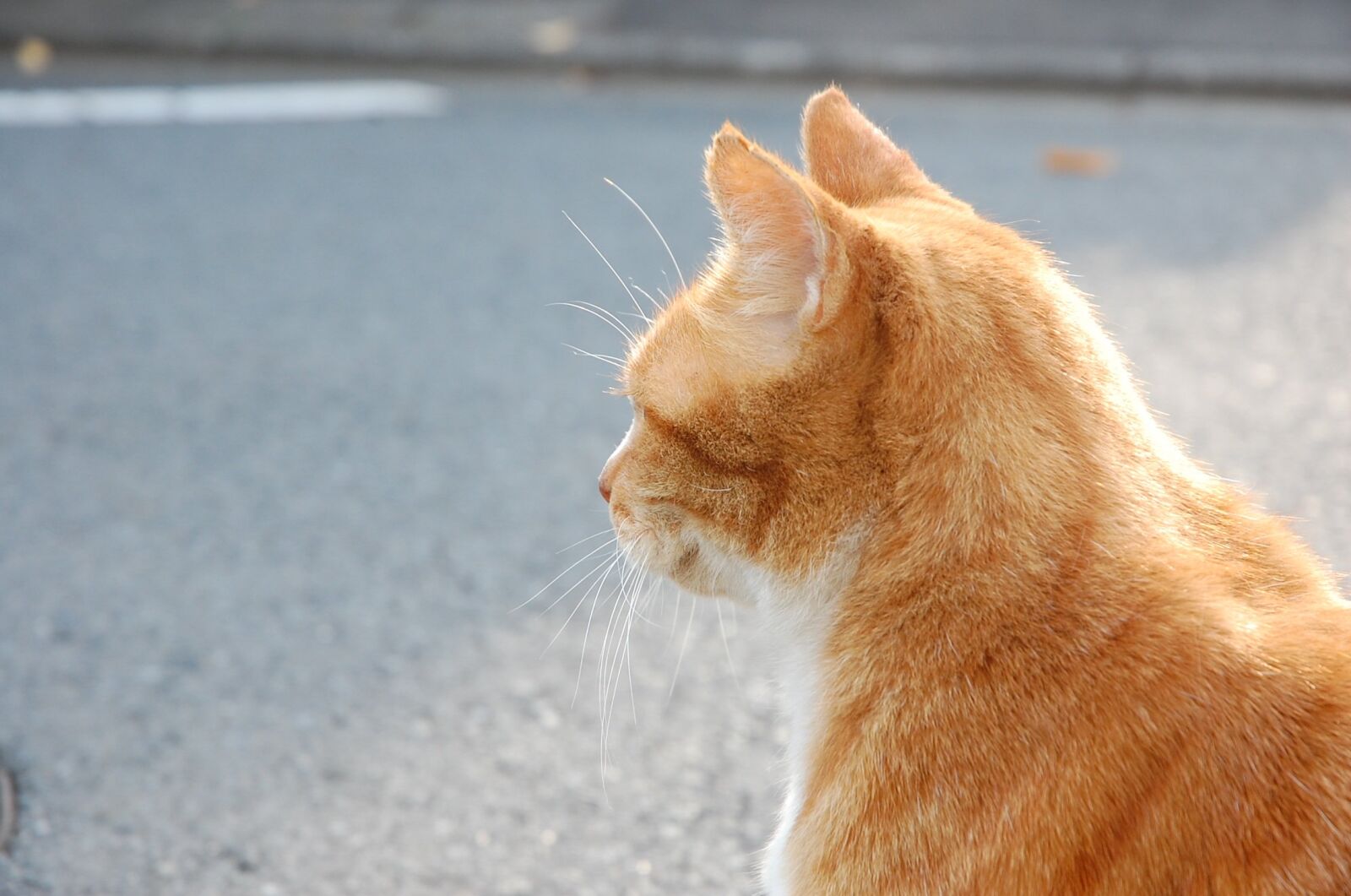 Nikon D40 sample photo. Cat, a philosophical, on photography