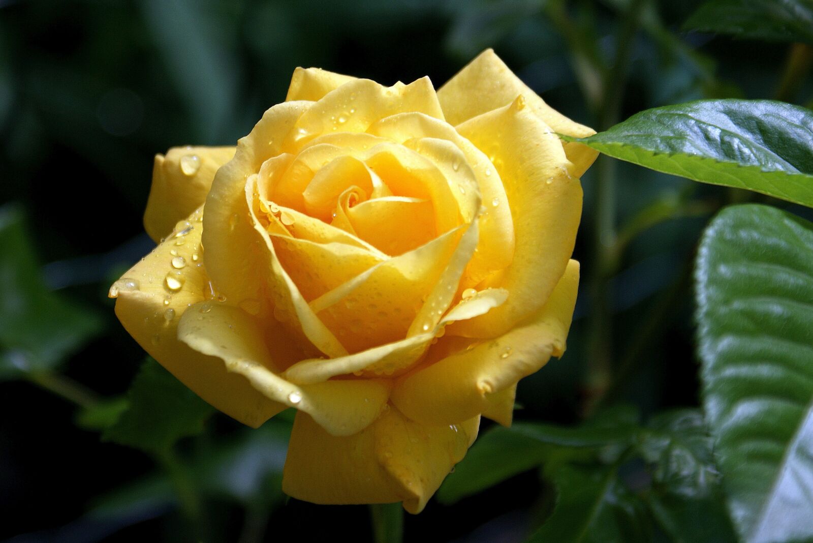 Sony Alpha DSLR-A350 sample photo. Flower, yellow rose, garden photography