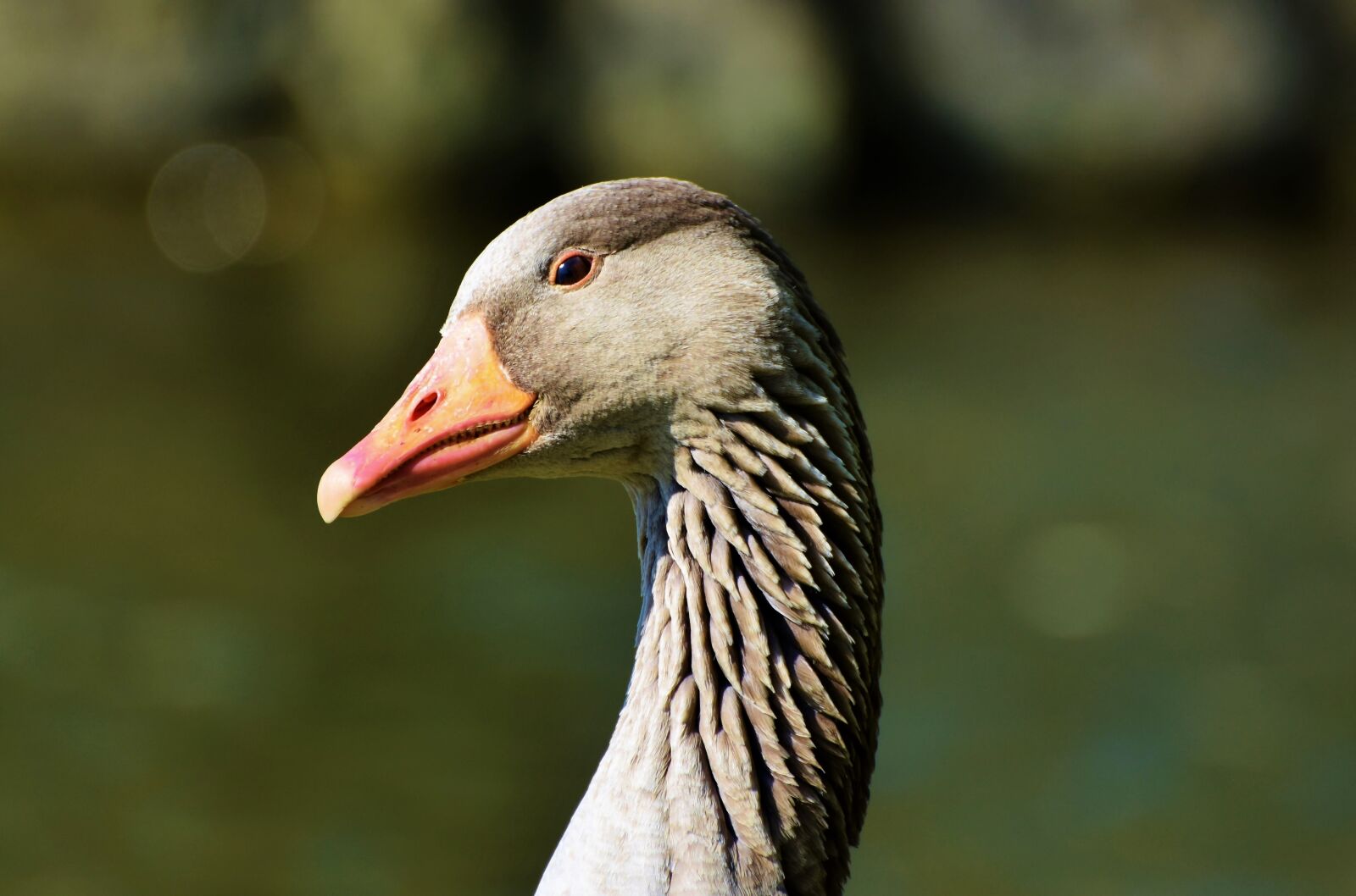 Nikon D7200 sample photo. Wild goose, greylag goose photography