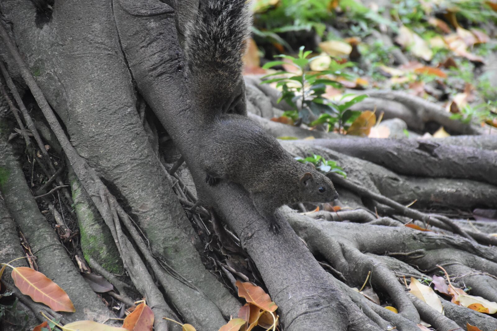 Nikon D5500 sample photo. Squirrel, nature, animal photography