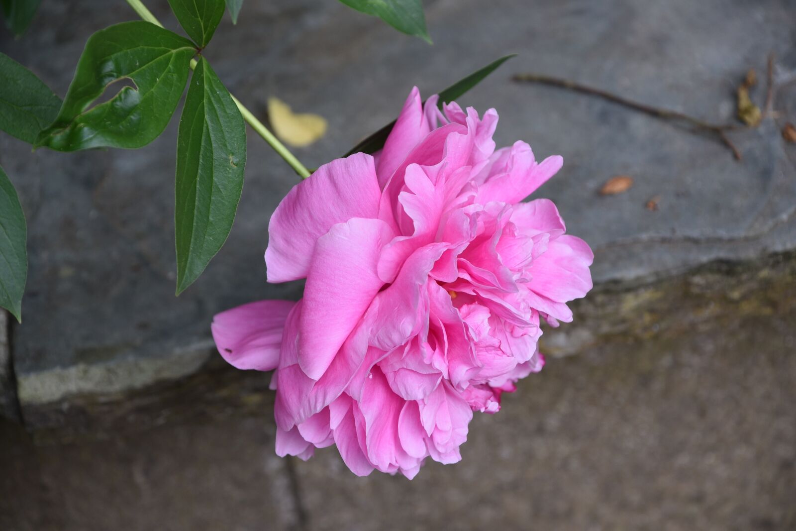 Nikon D750 sample photo. Peony, flower, pink photography