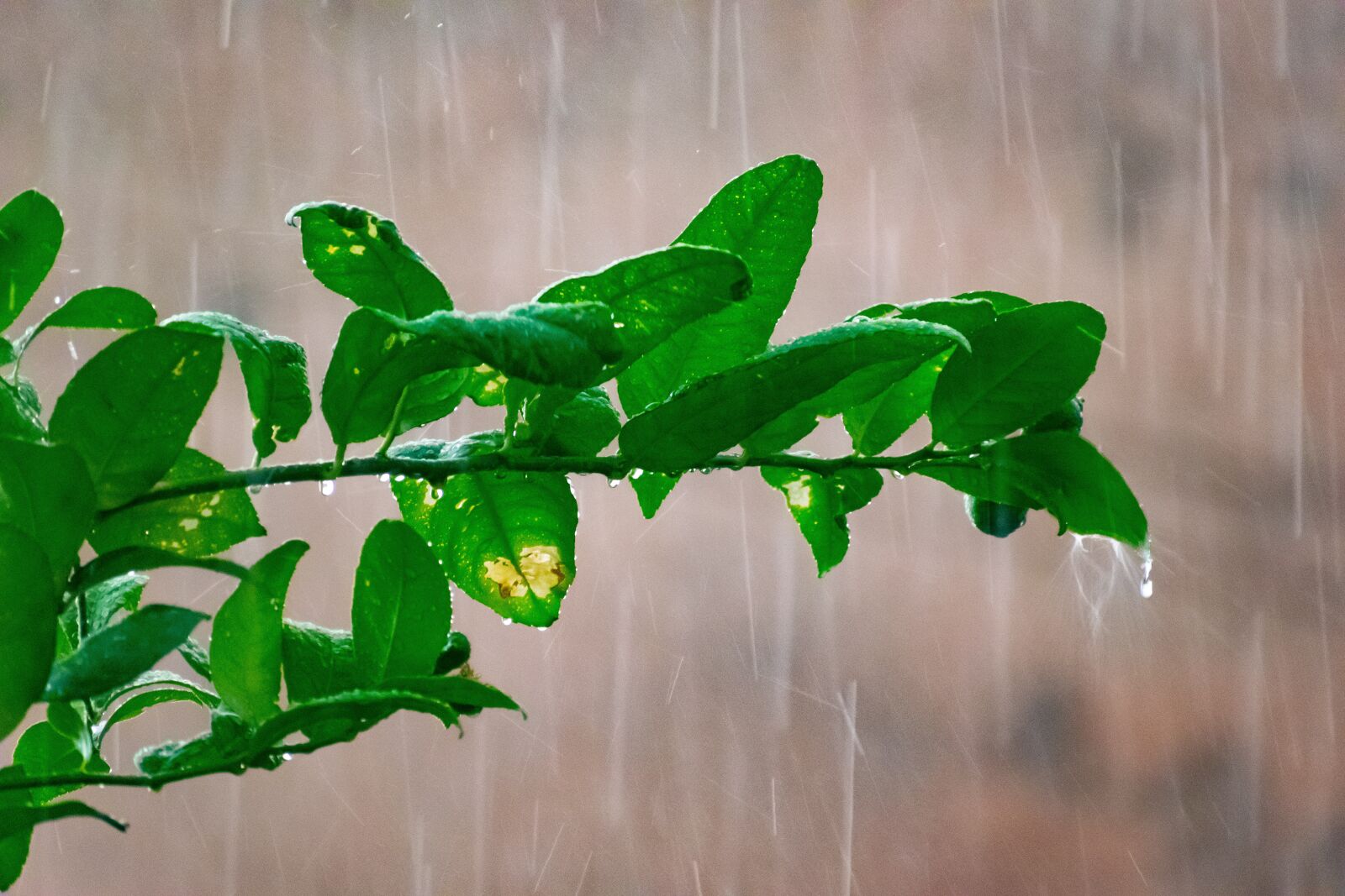 Nikon D3300 sample photo. Rain droplets, falling on photography