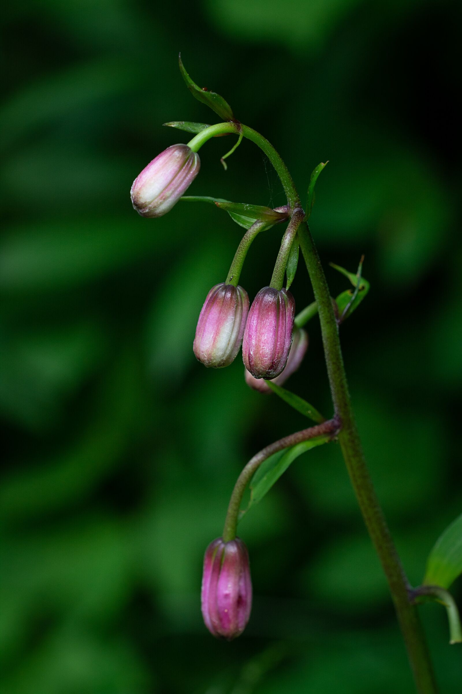 Nikon D7100 sample photo. Turk's cap lily, lily photography