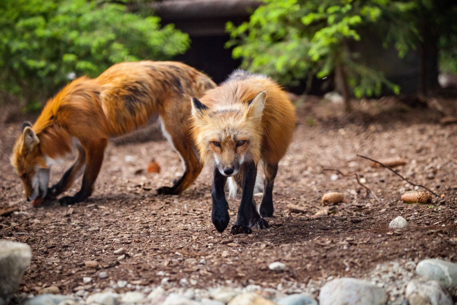 Canon EOS 5D Mark II sample photo. Fuchs, wild, wild animal photography