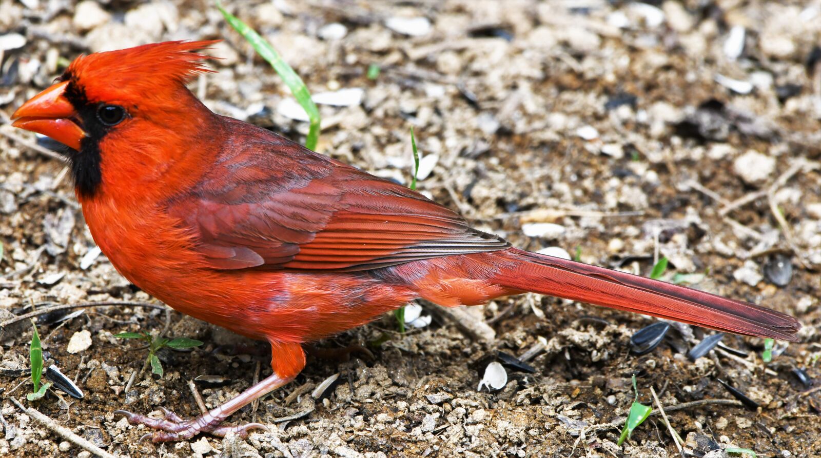 Nikon D850 sample photo. Bird, redbird, cardinal photography