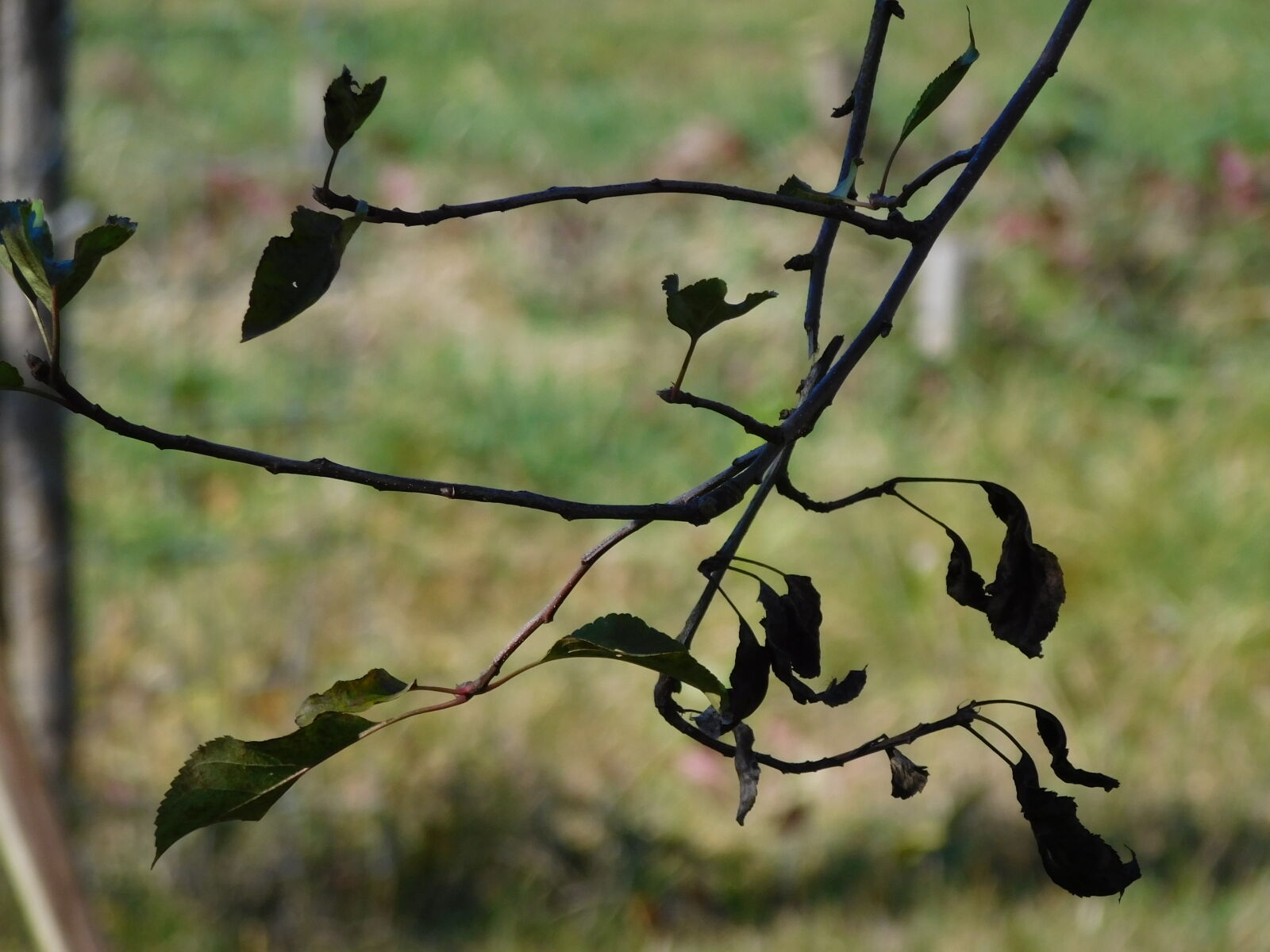Nikon Coolpix L840 sample photo. Apple, tree, autumn, black photography