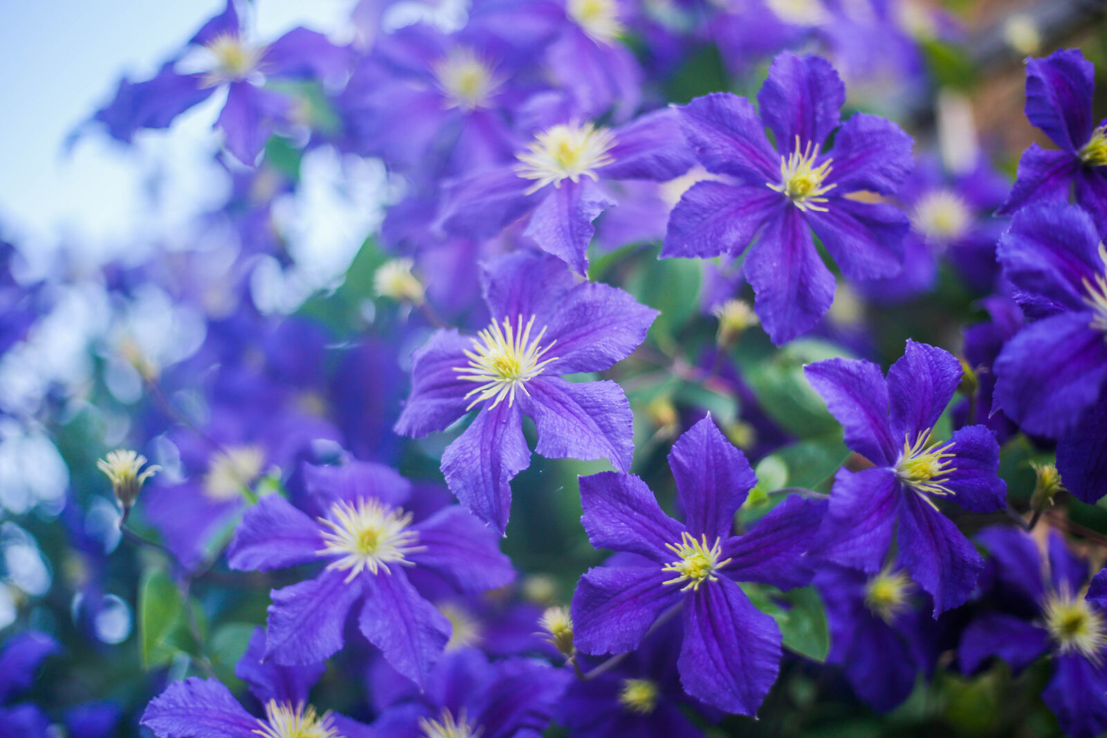 Canon EOS 6D sample photo. Purple, flowers photography