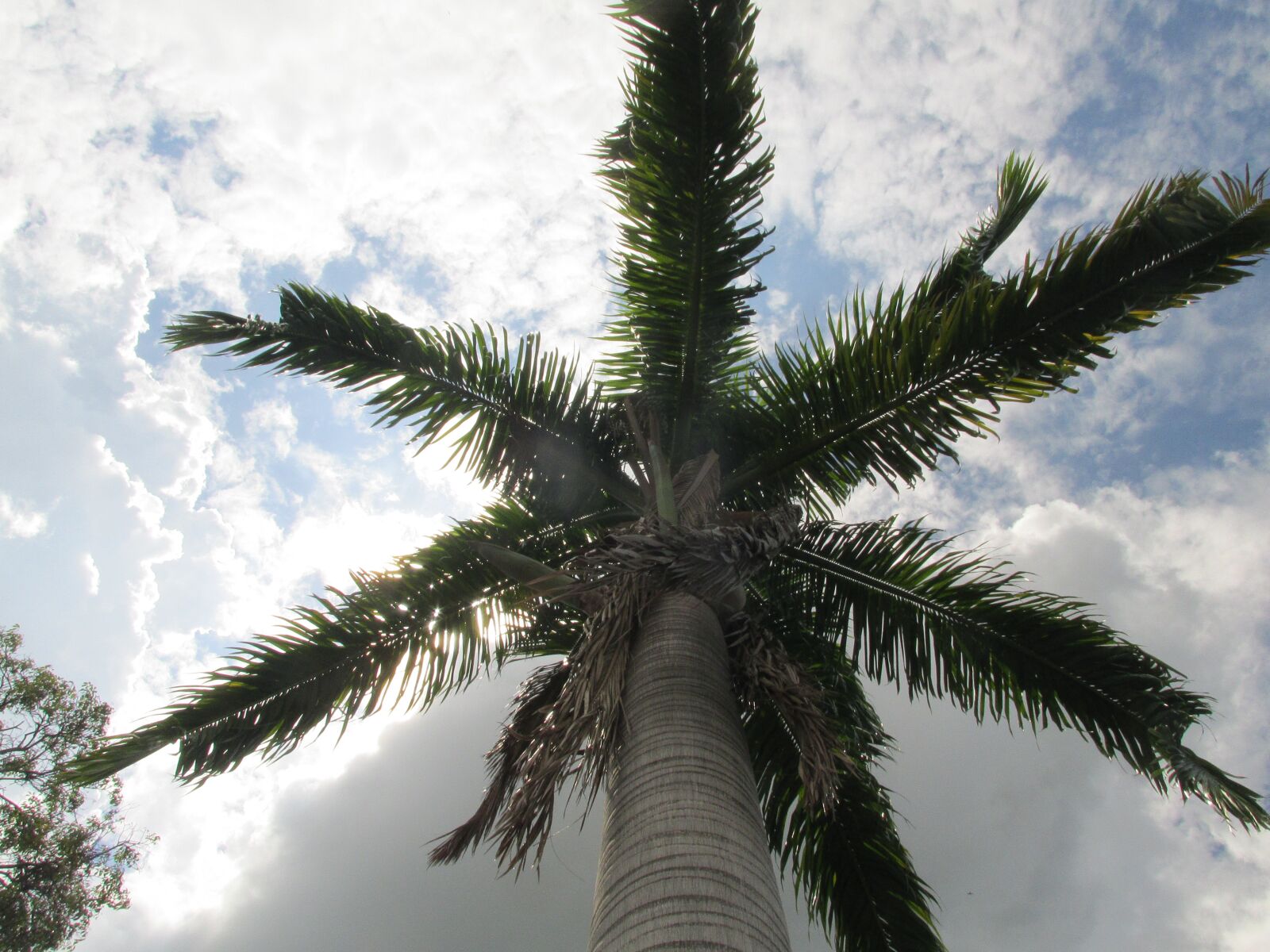 Canon PowerShot SX160 IS sample photo. Palm groves, tree, sky photography