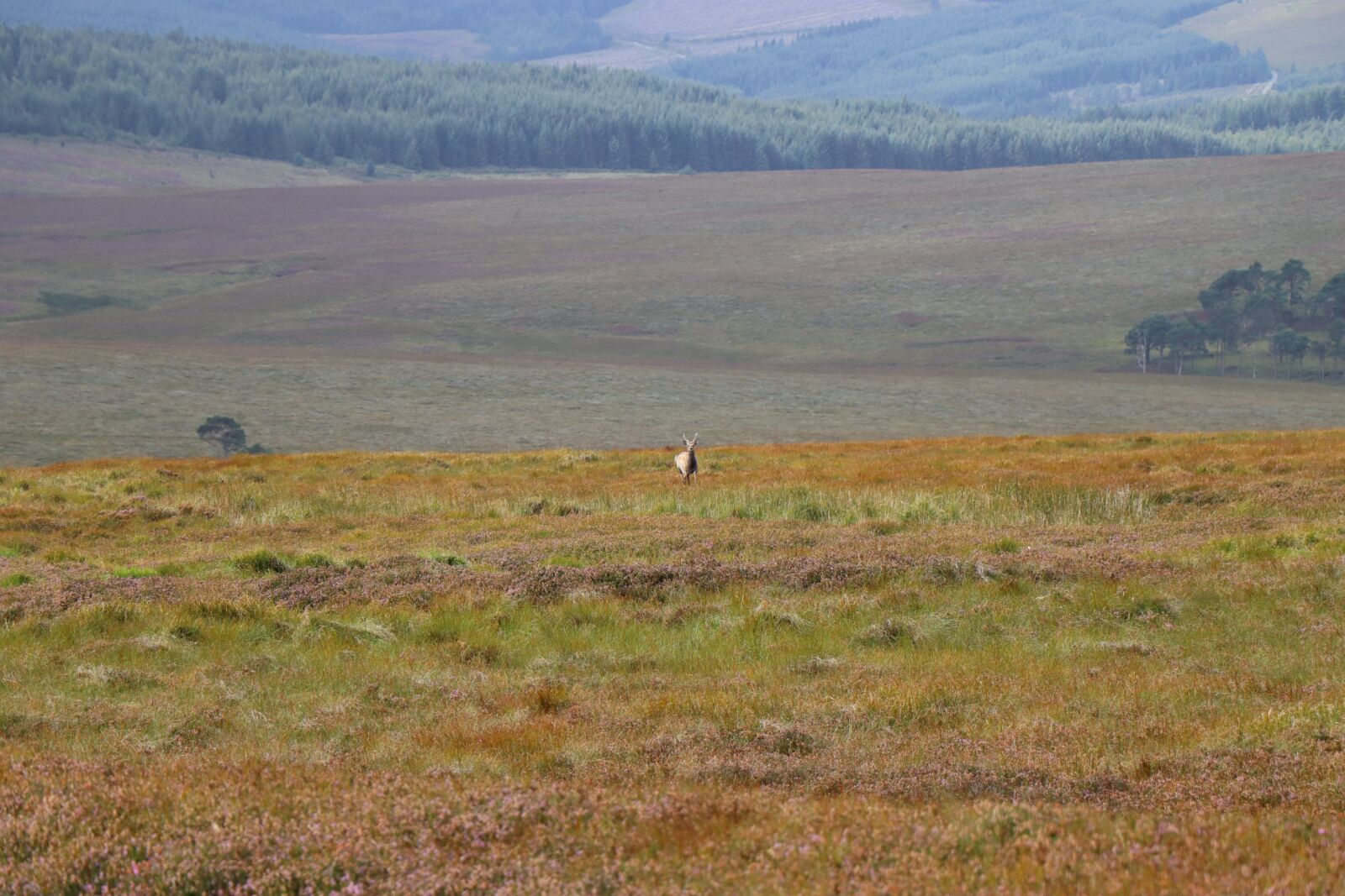 Canon EOS 250D (EOS Rebel SL3 / EOS Kiss X10 / EOS 200D II) sample photo. Landscape, meadow, deer photography