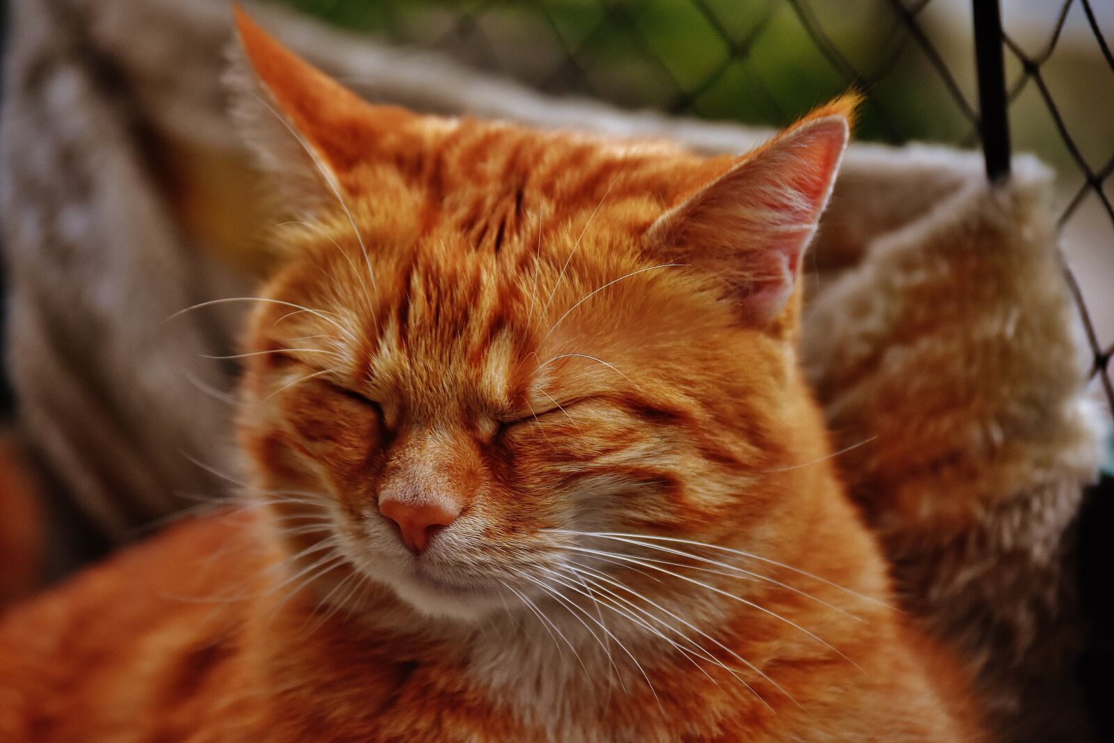 Nikon D7200 sample photo. Cat, red, cute photography
