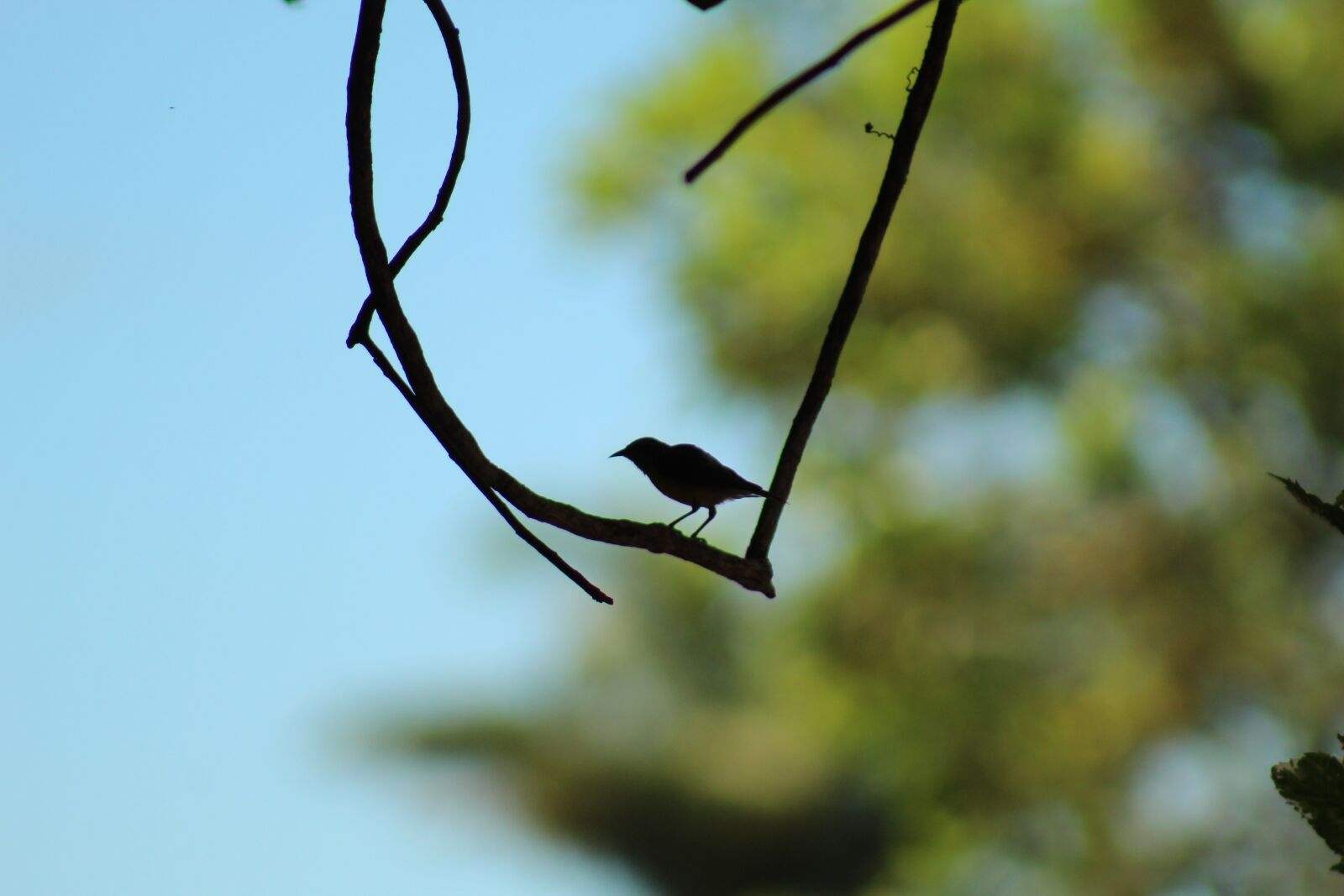 Canon EOS 1300D (EOS Rebel T6 / EOS Kiss X80) sample photo. Bird, shadow, silhouette photography