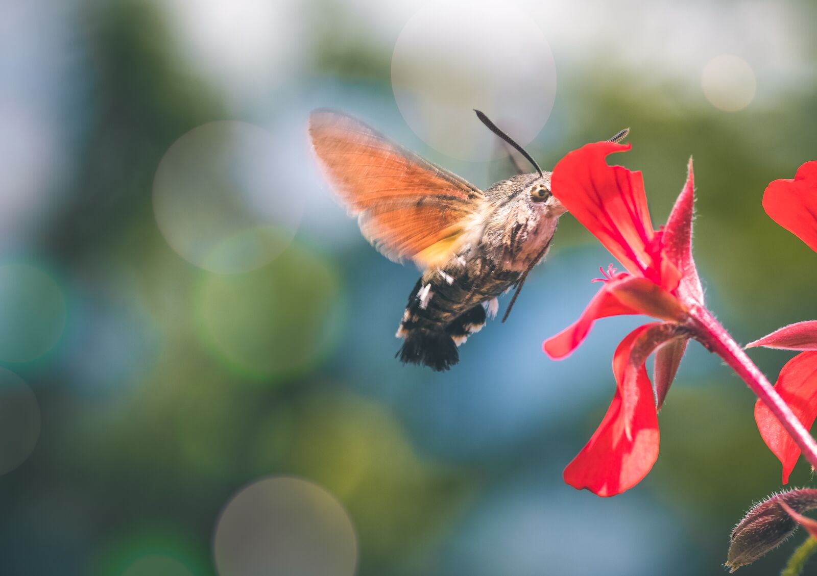 Canon EOS 1300D (EOS Rebel T6 / EOS Kiss X80) sample photo. Sphinx colibri, insect, flower photography